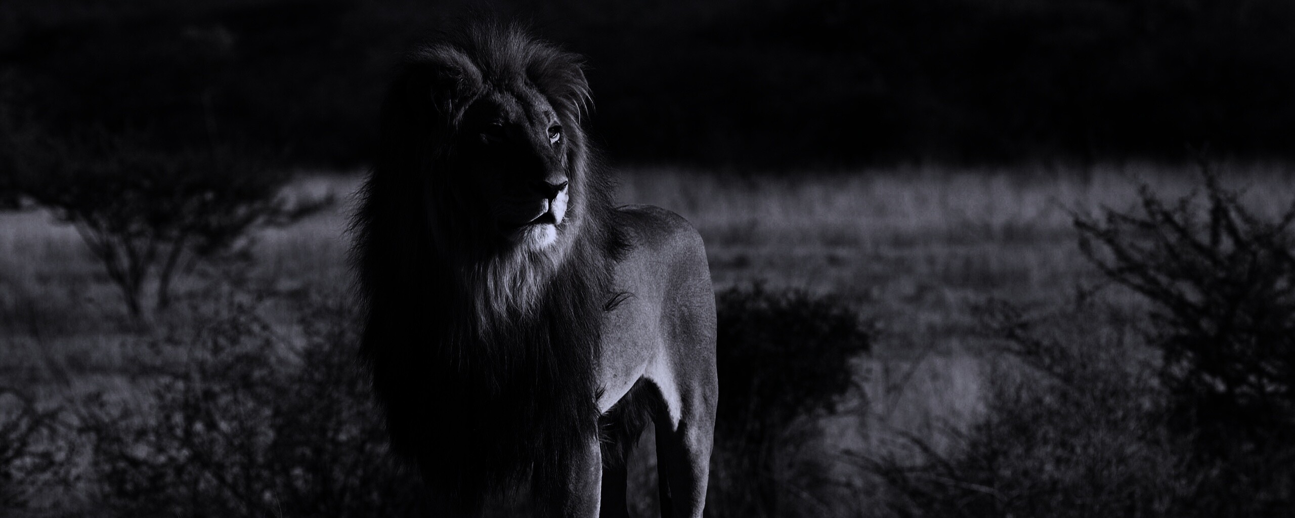 Царь зверей обои