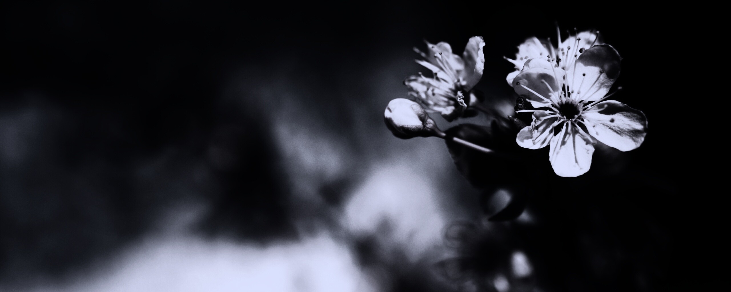 Цветок вишни обои