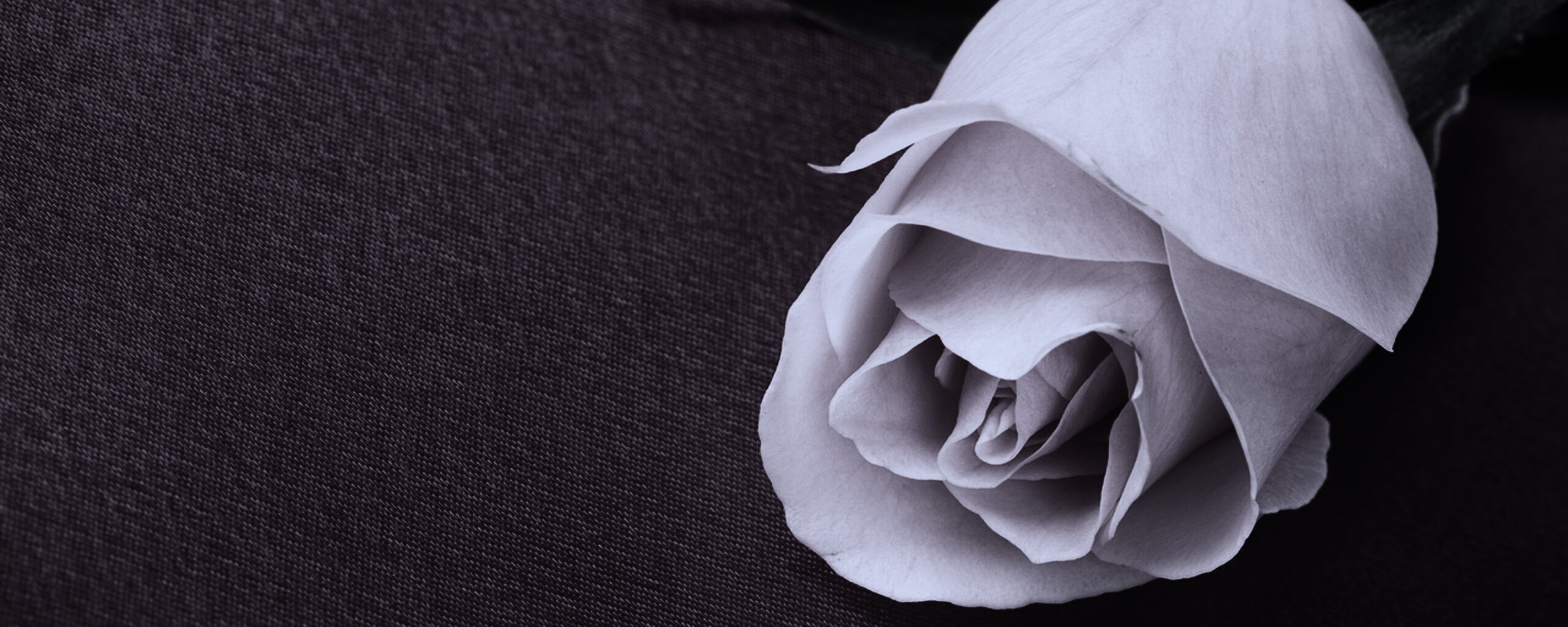 Розовая роза обои