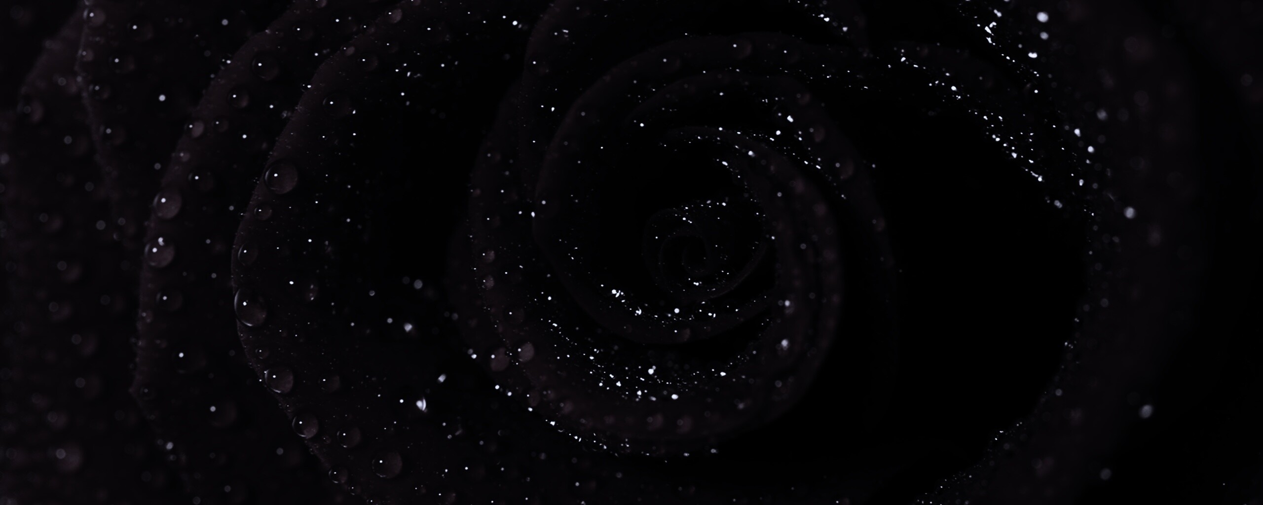 Красная роза обои