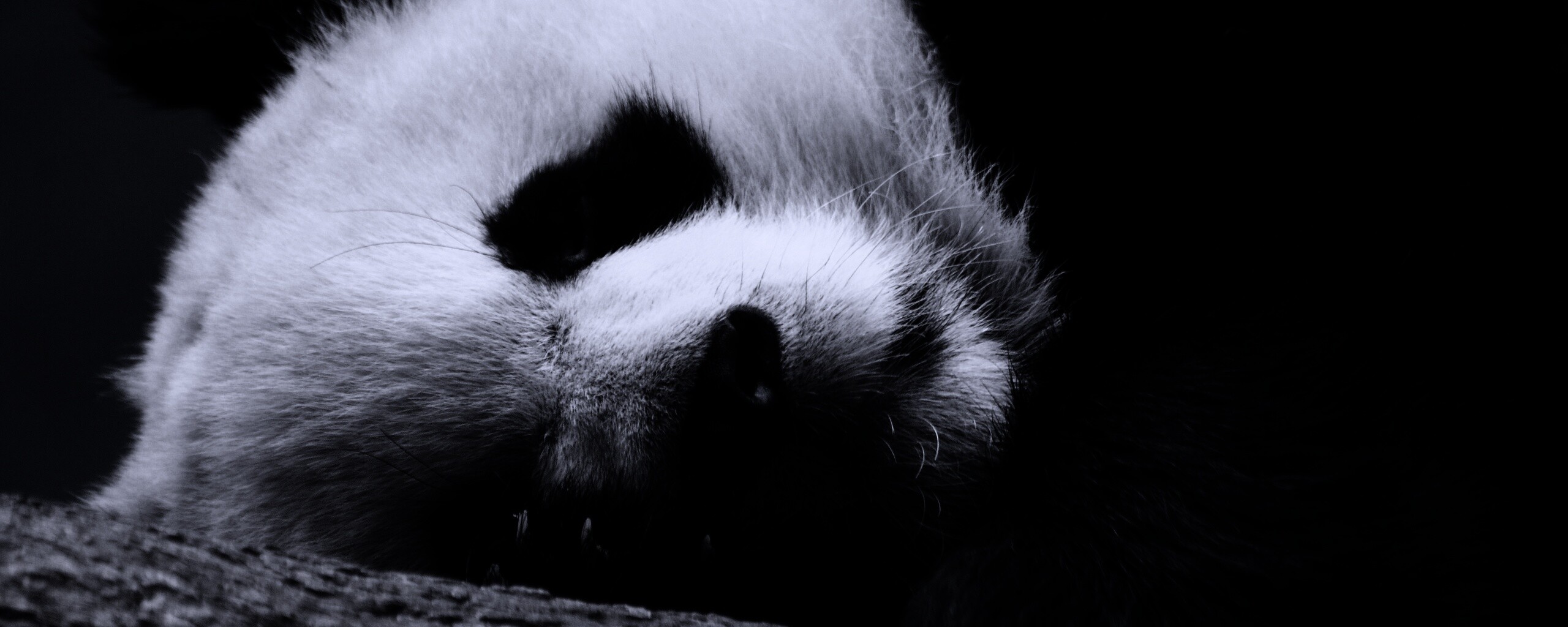 Панда на ветви обои