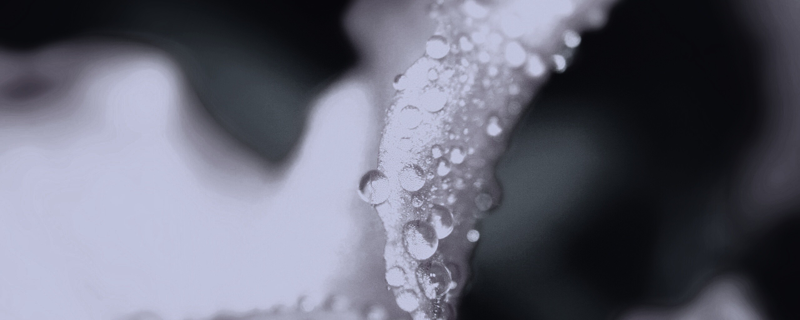 Капли росы на лепестке обои