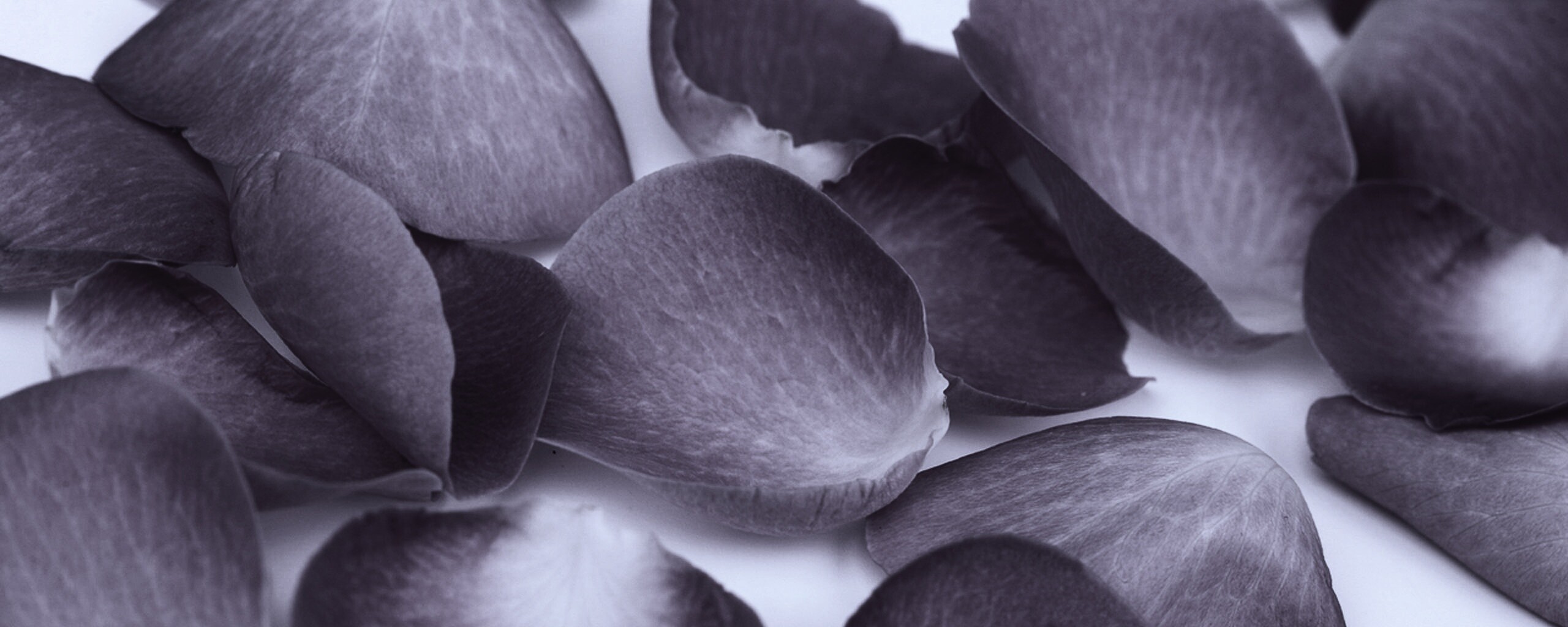 Лепестки розы обои