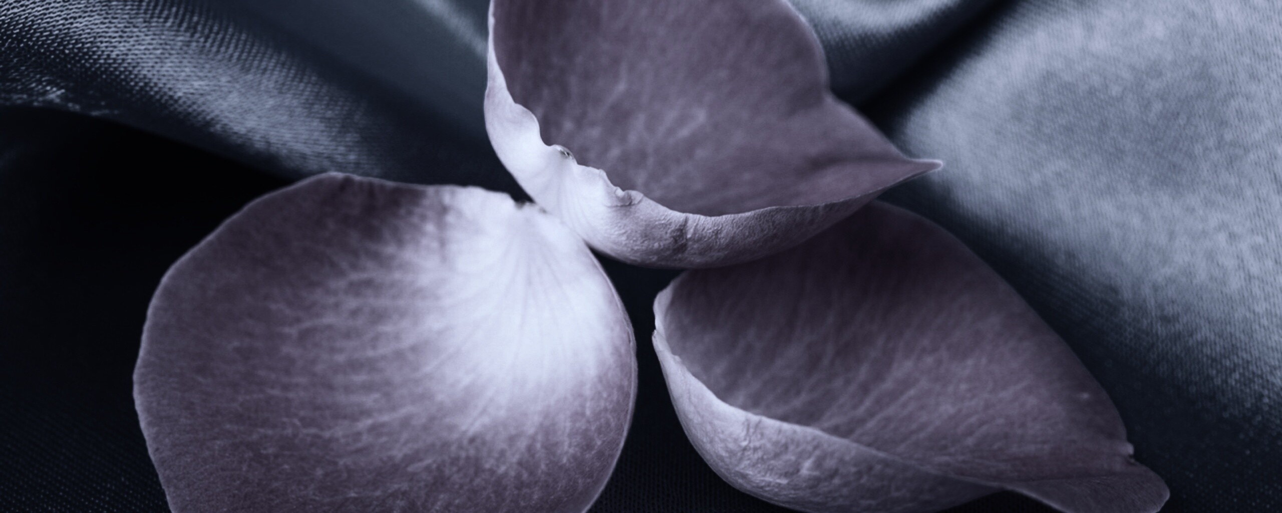 Лепестки розы на голубой ткани обои