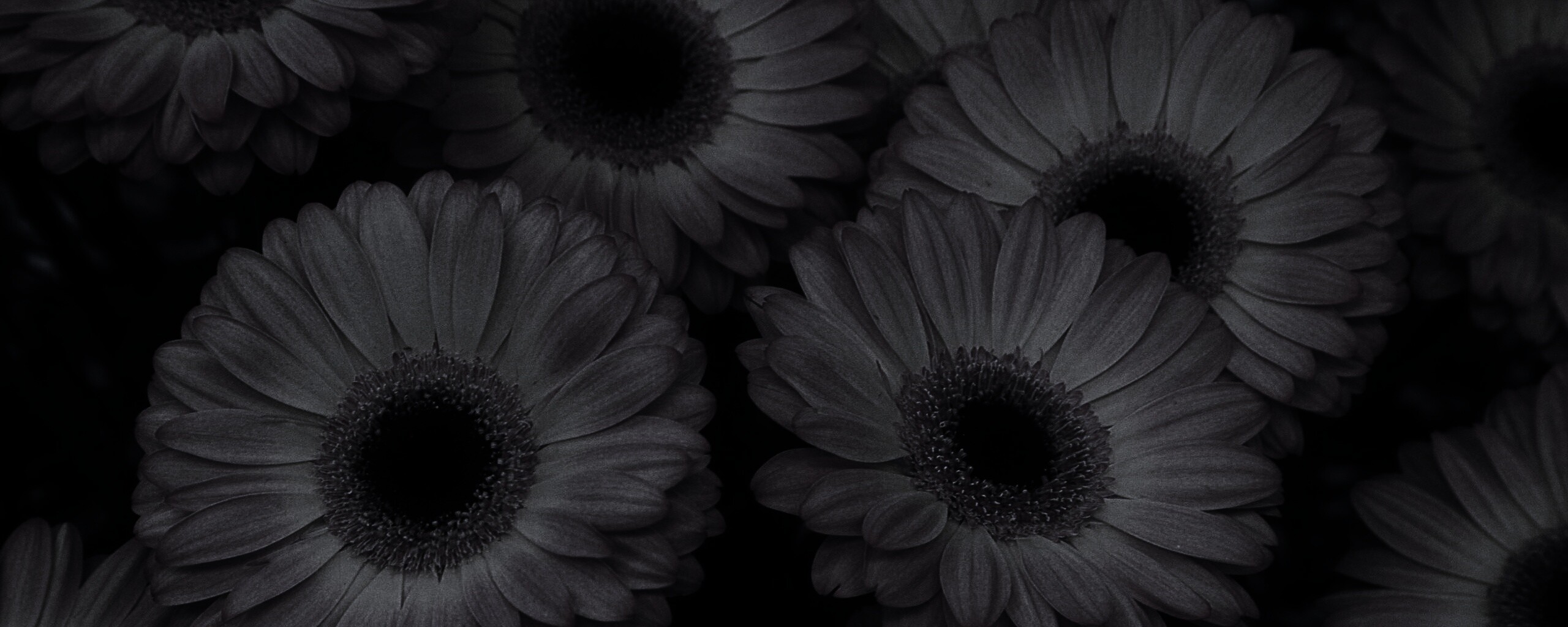 Желтые герберы обои