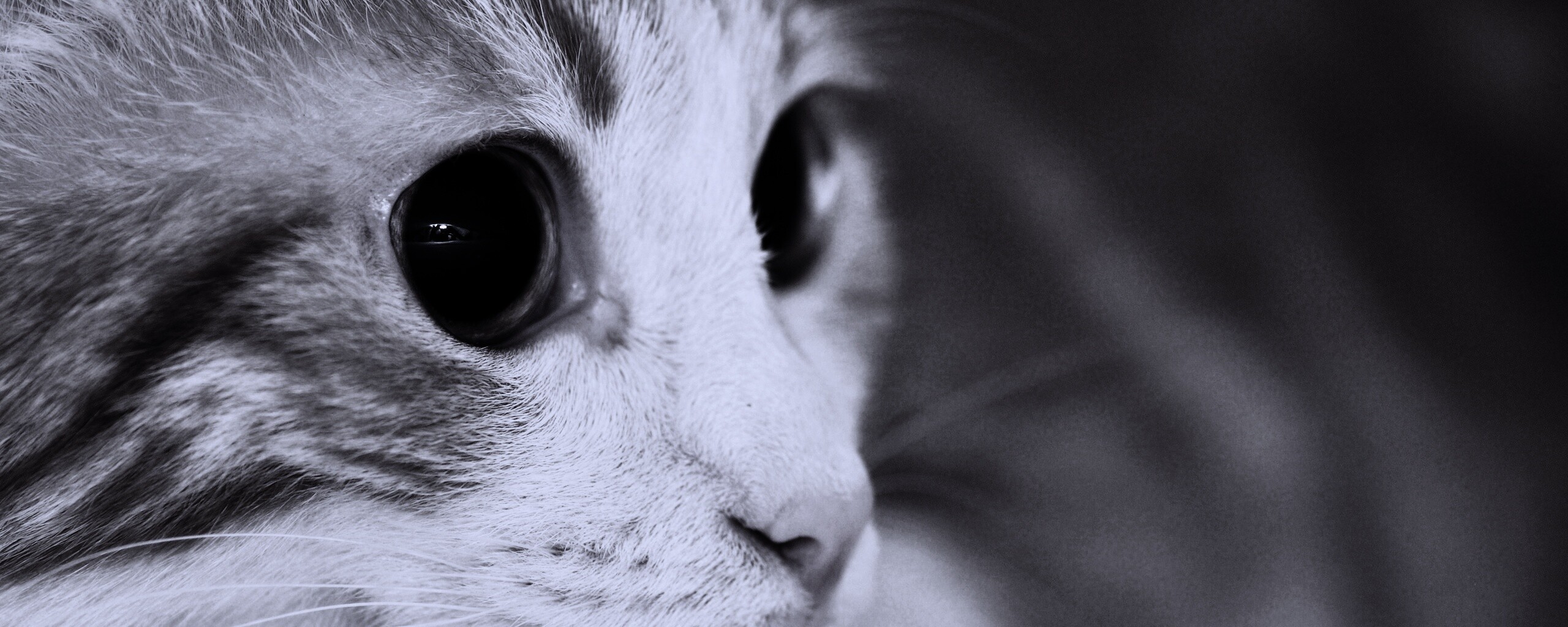 Кот с большими глазами обои