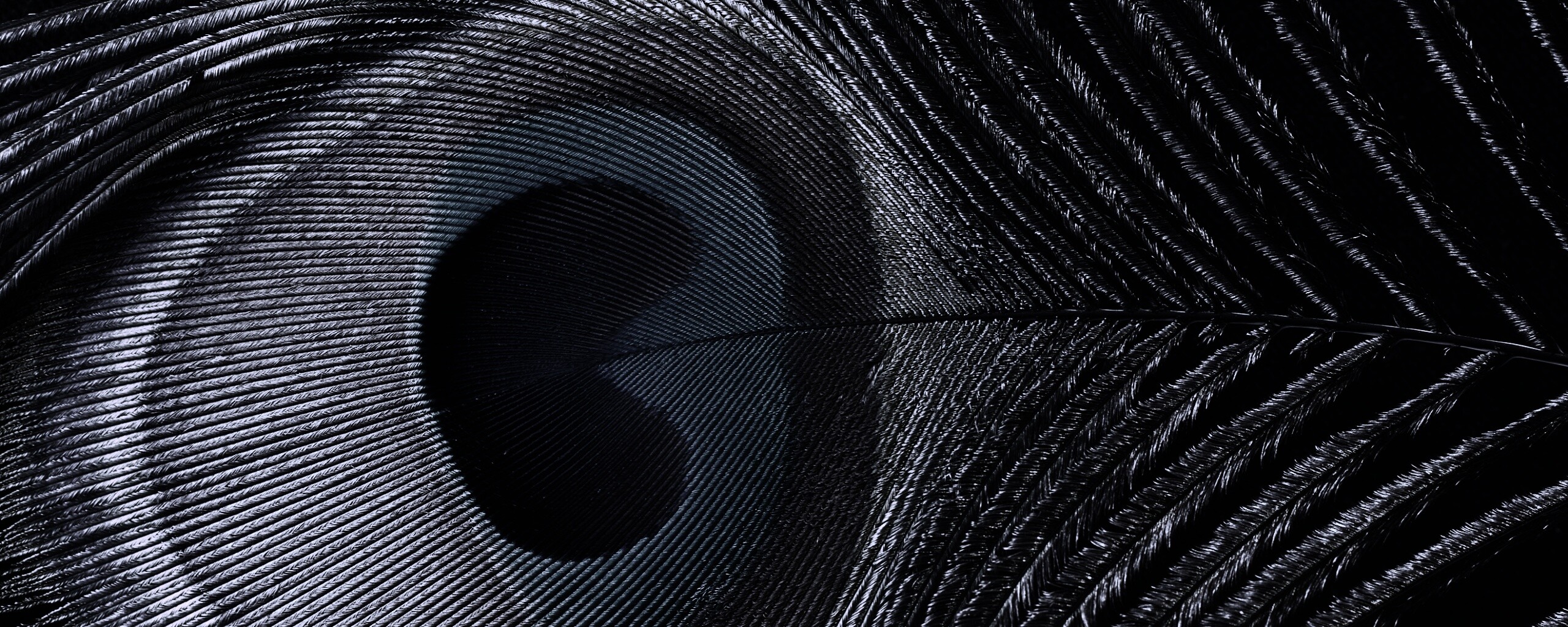 Перо павлина обои