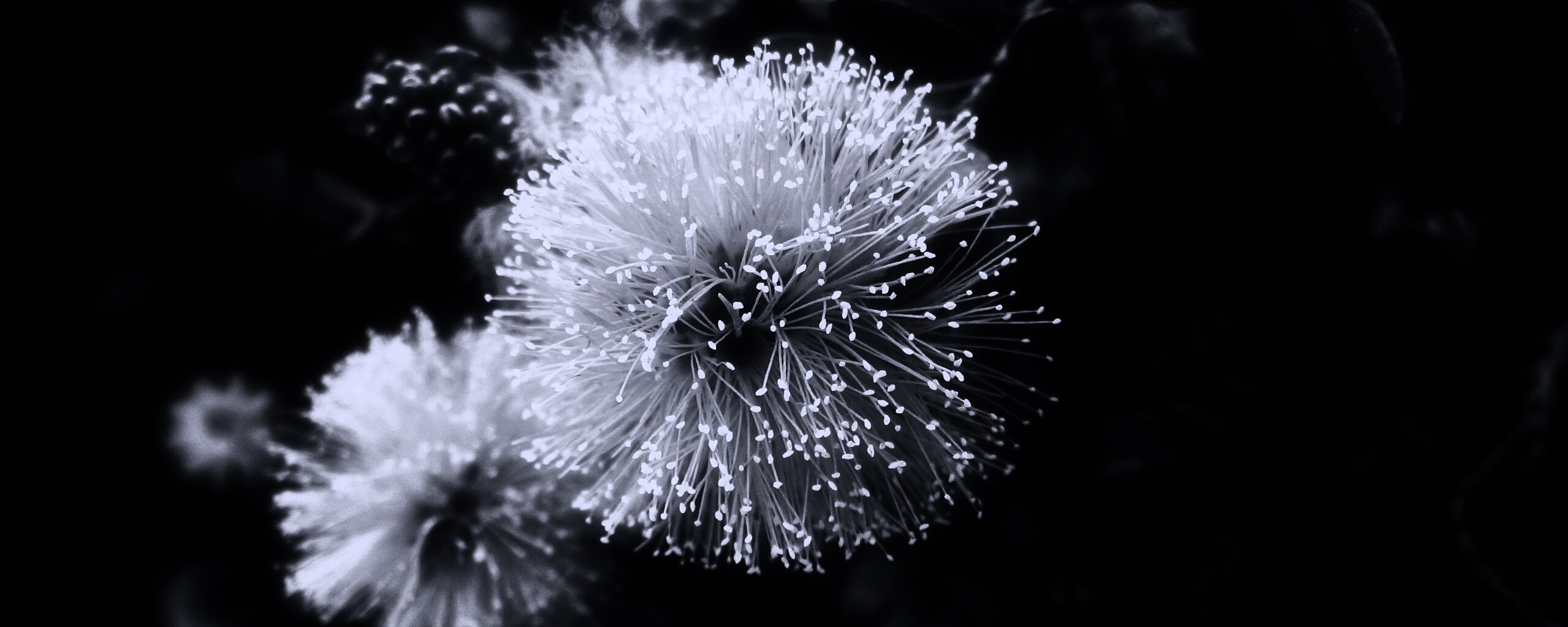 Сказочный цветок обои