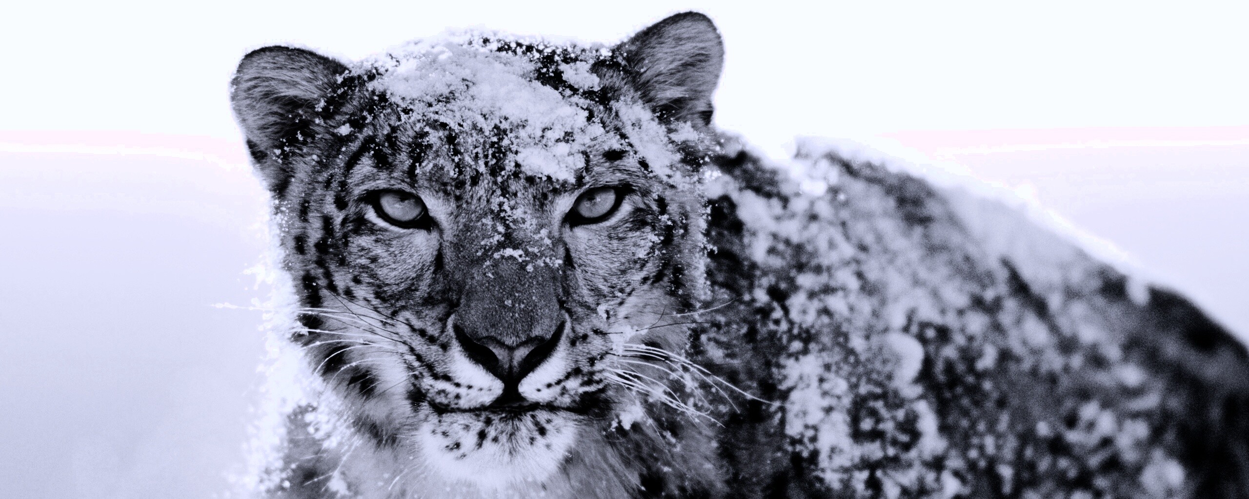 Снежный леопард обои