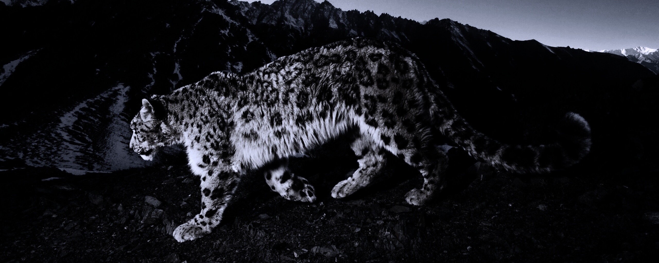 Леопард обои