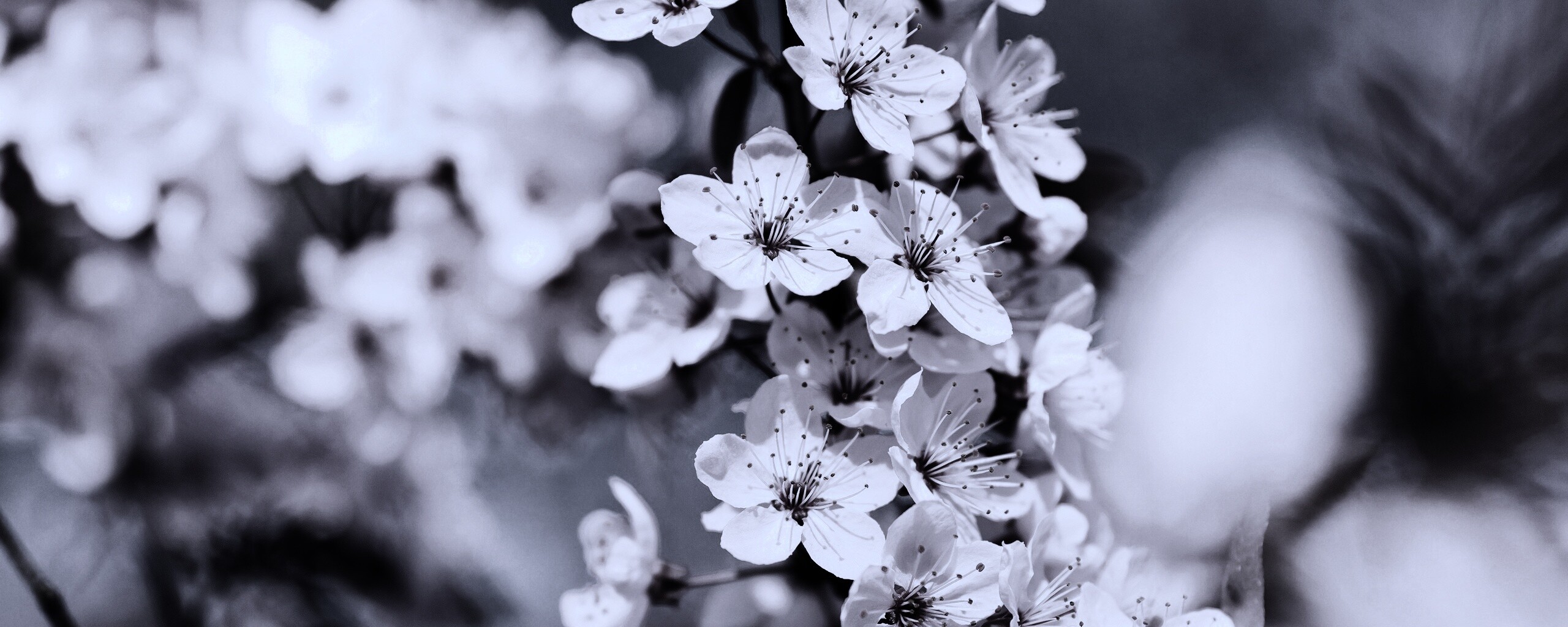 Цветение вишни обои