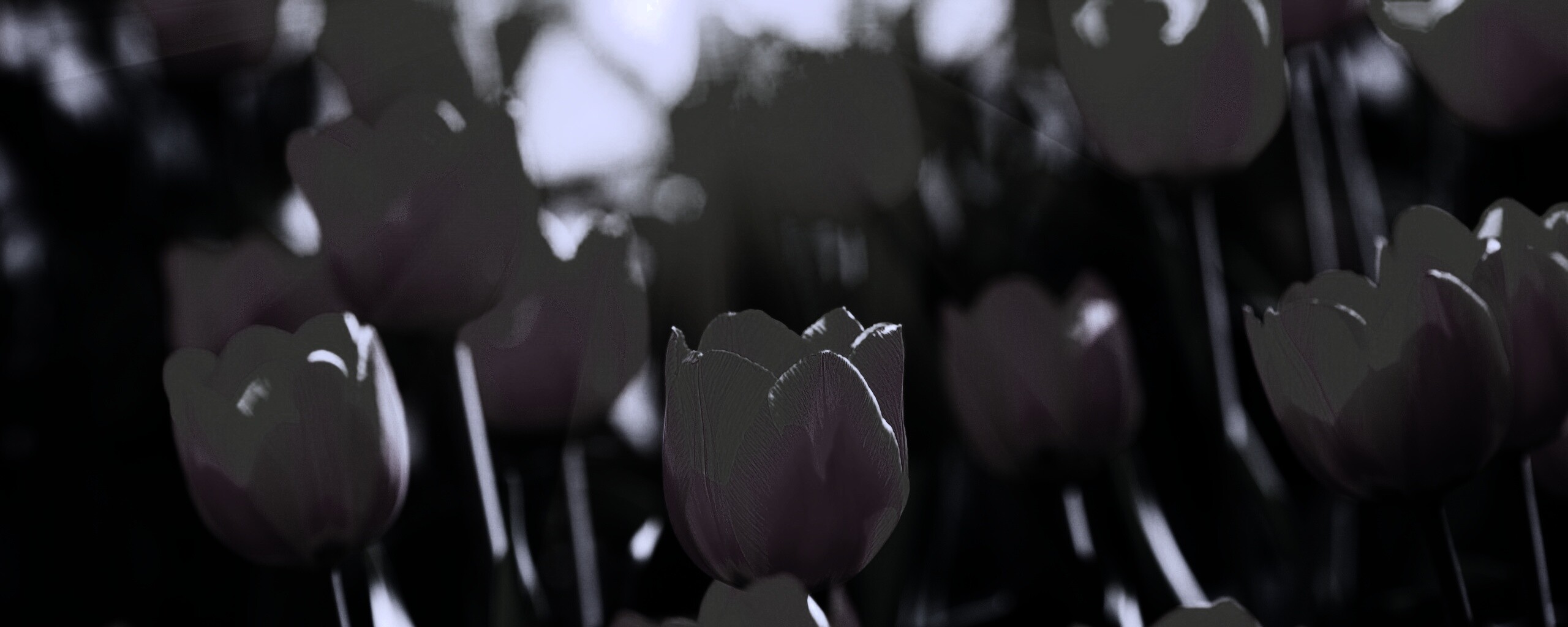 Солнечные тюльпаны обои