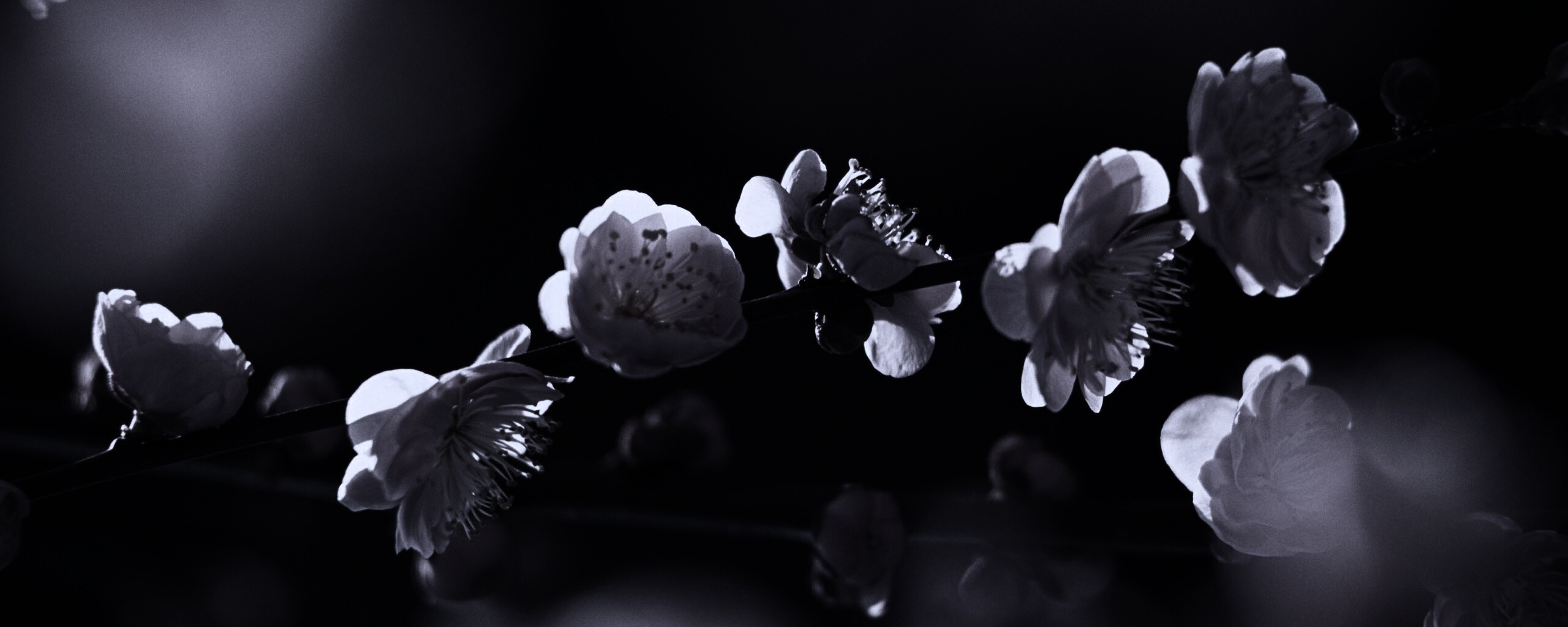 Цветущая вишня обои