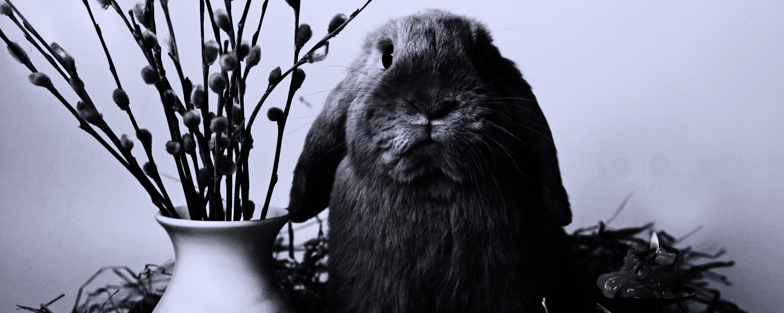 Пасхальный кролик обои