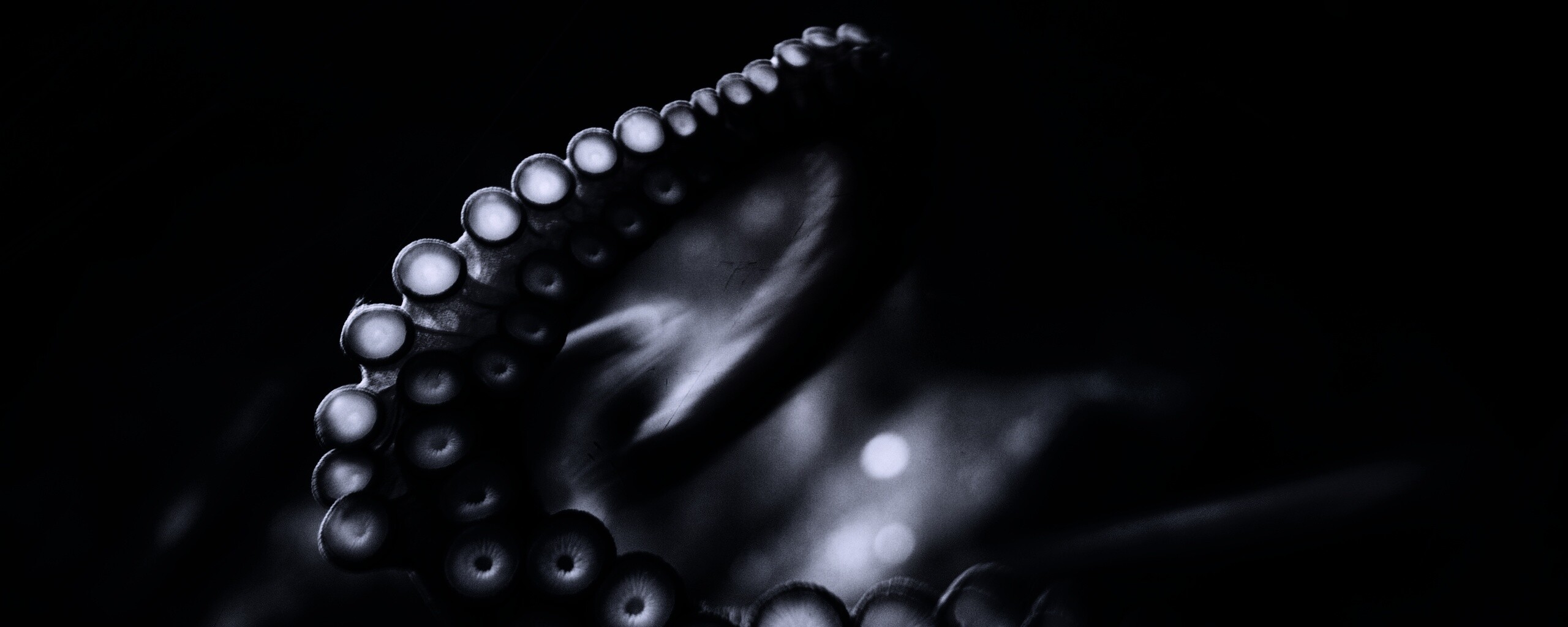 Щупальце обои