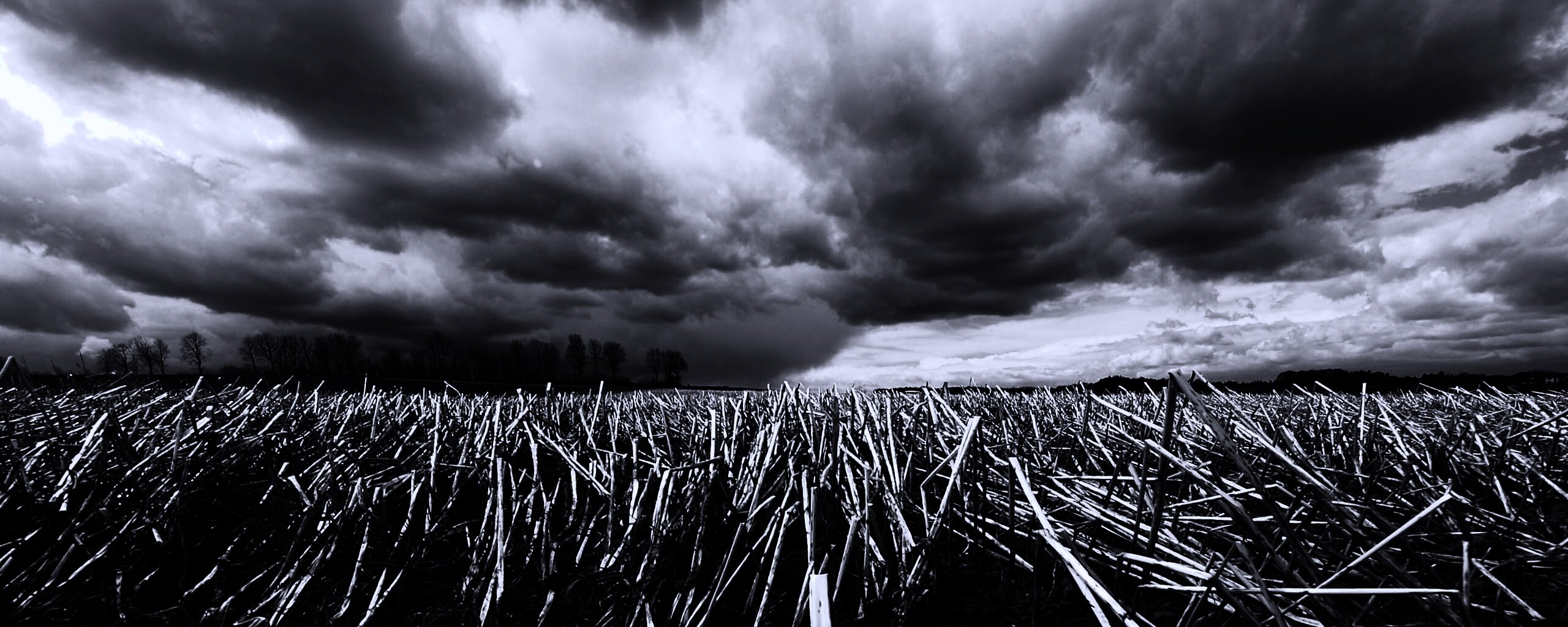 Убранное поле обои