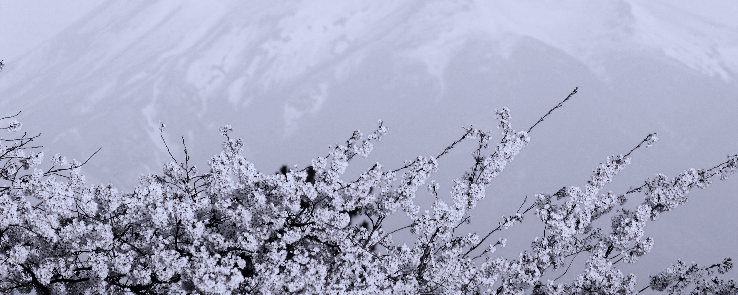 Цветение вишни в горах обои