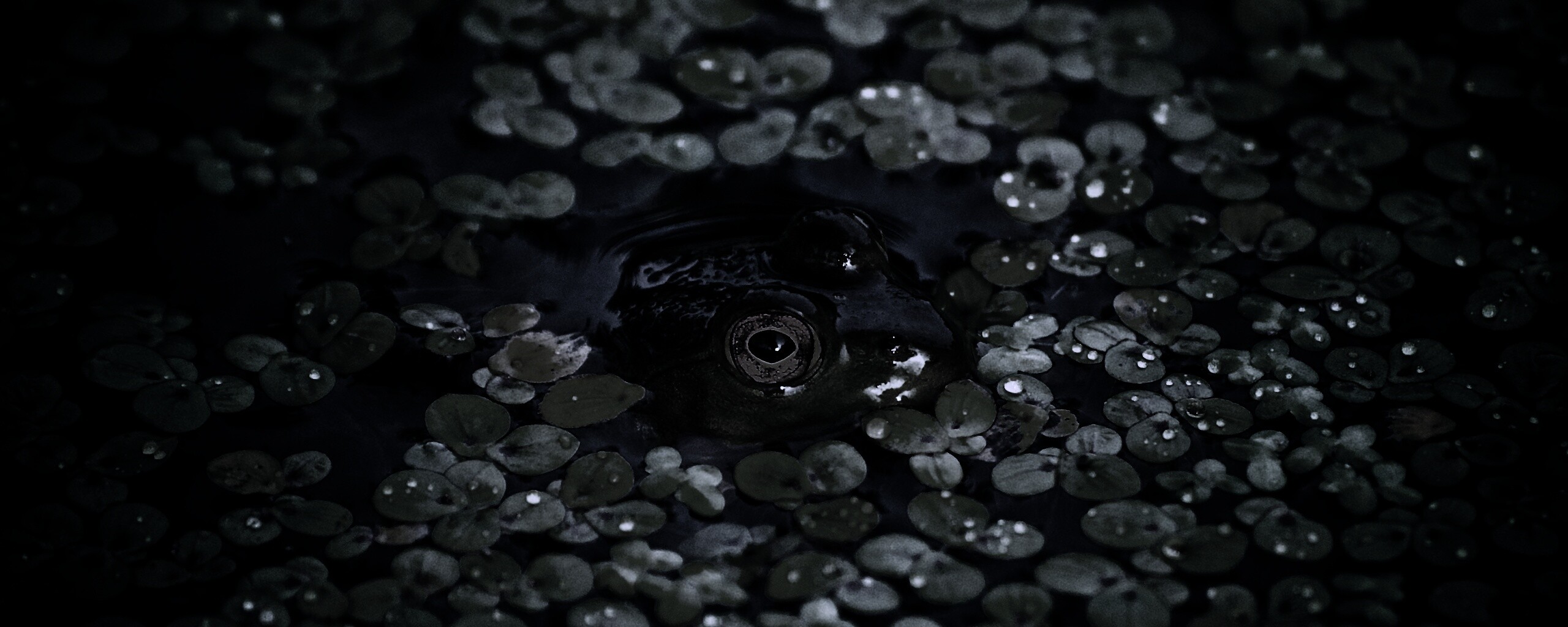 Маленькая лягушка обои