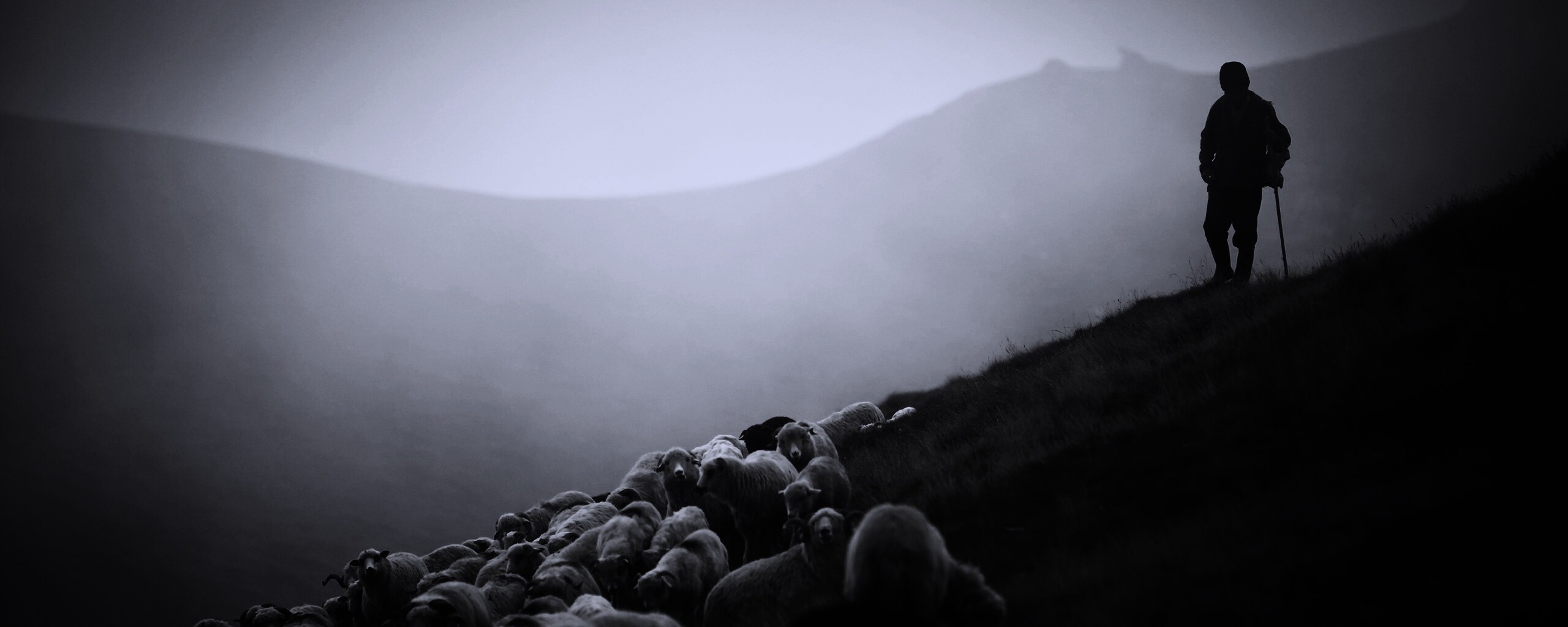 Пастух и стадо обои
