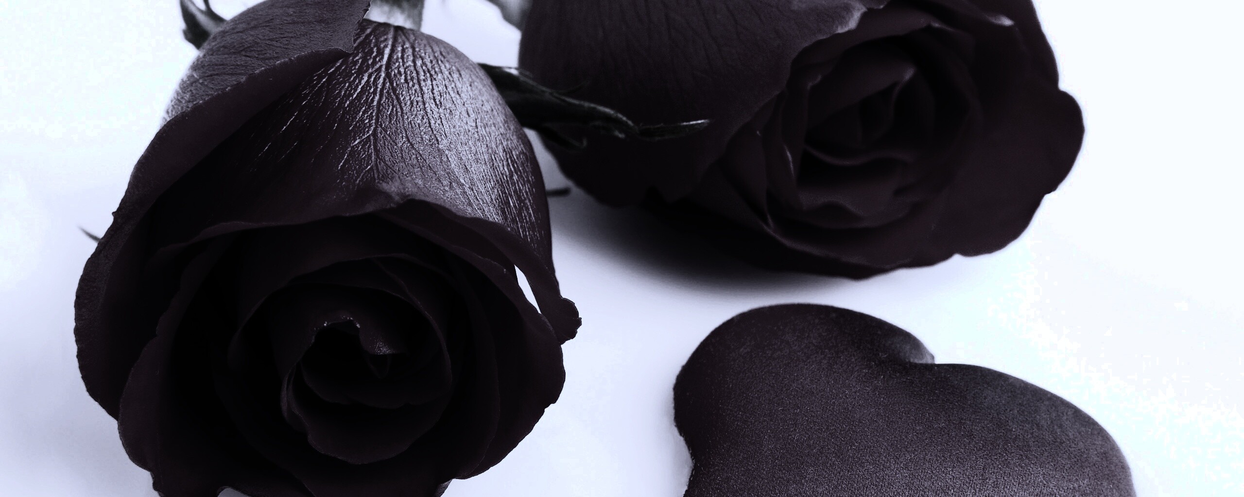 Две красные розы обои