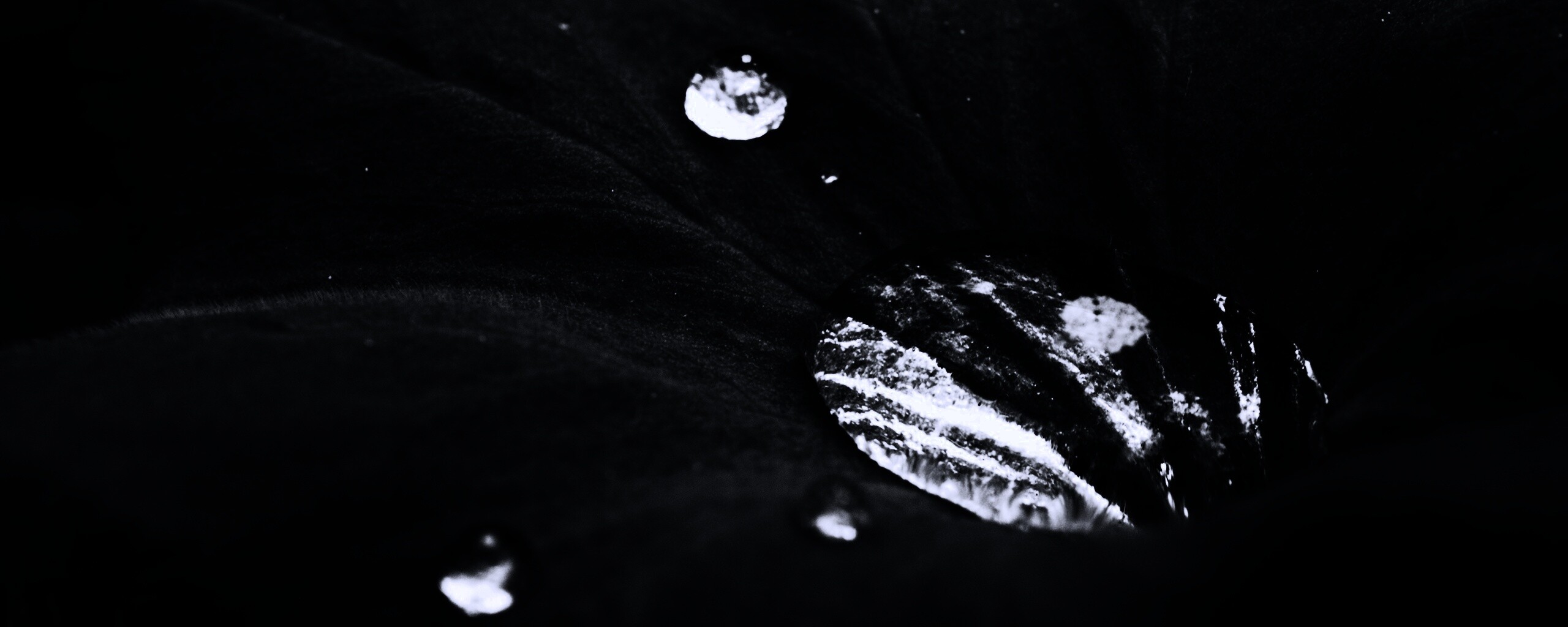 Капля в листе обои