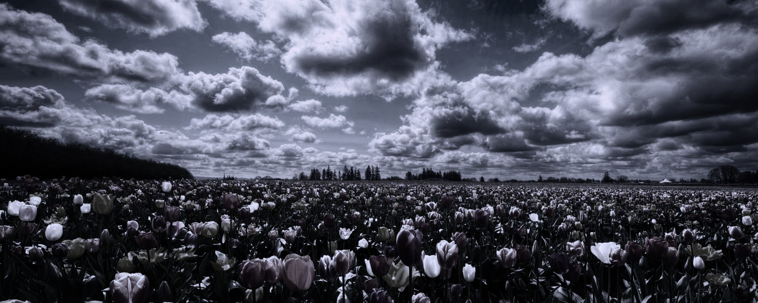 Поле тюльпанов обои