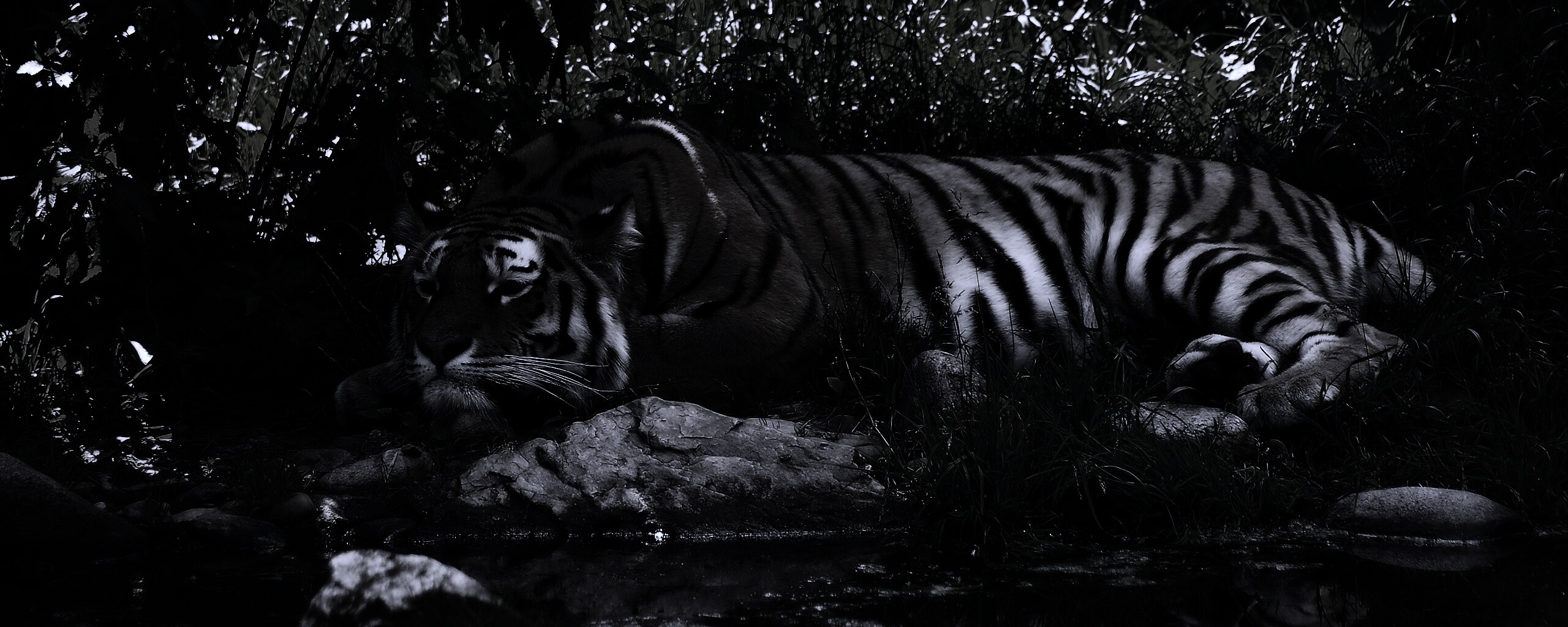 Тигр отдыхает обои