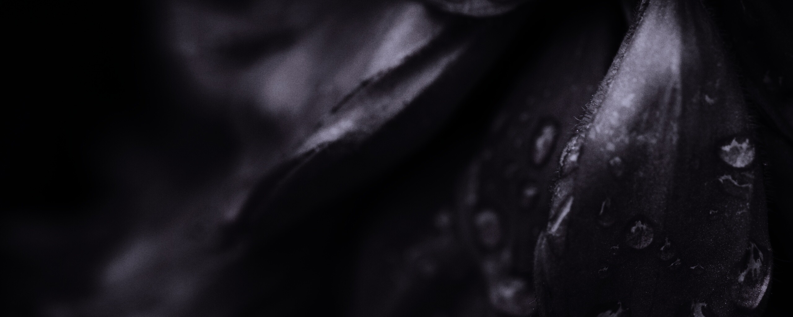 Лепестки обои