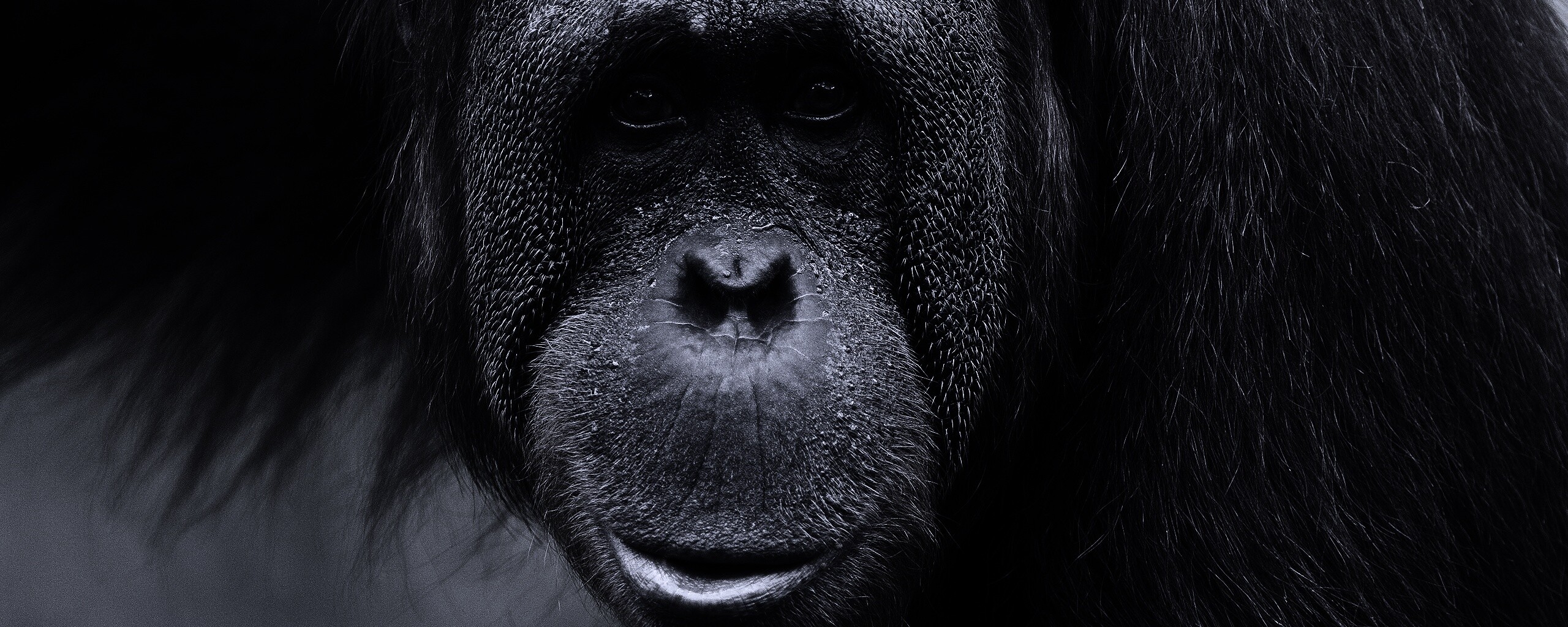 Орангутан обои