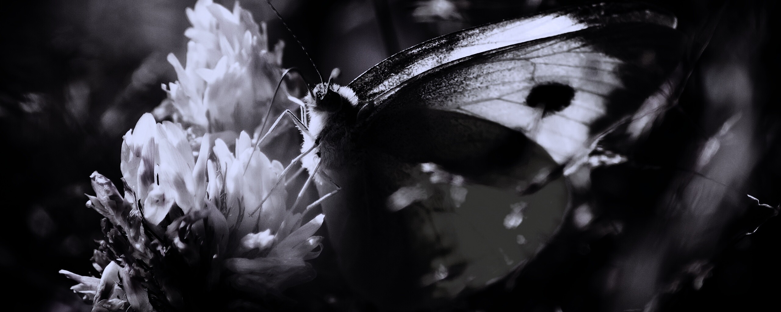 Бабочка на цветке обои