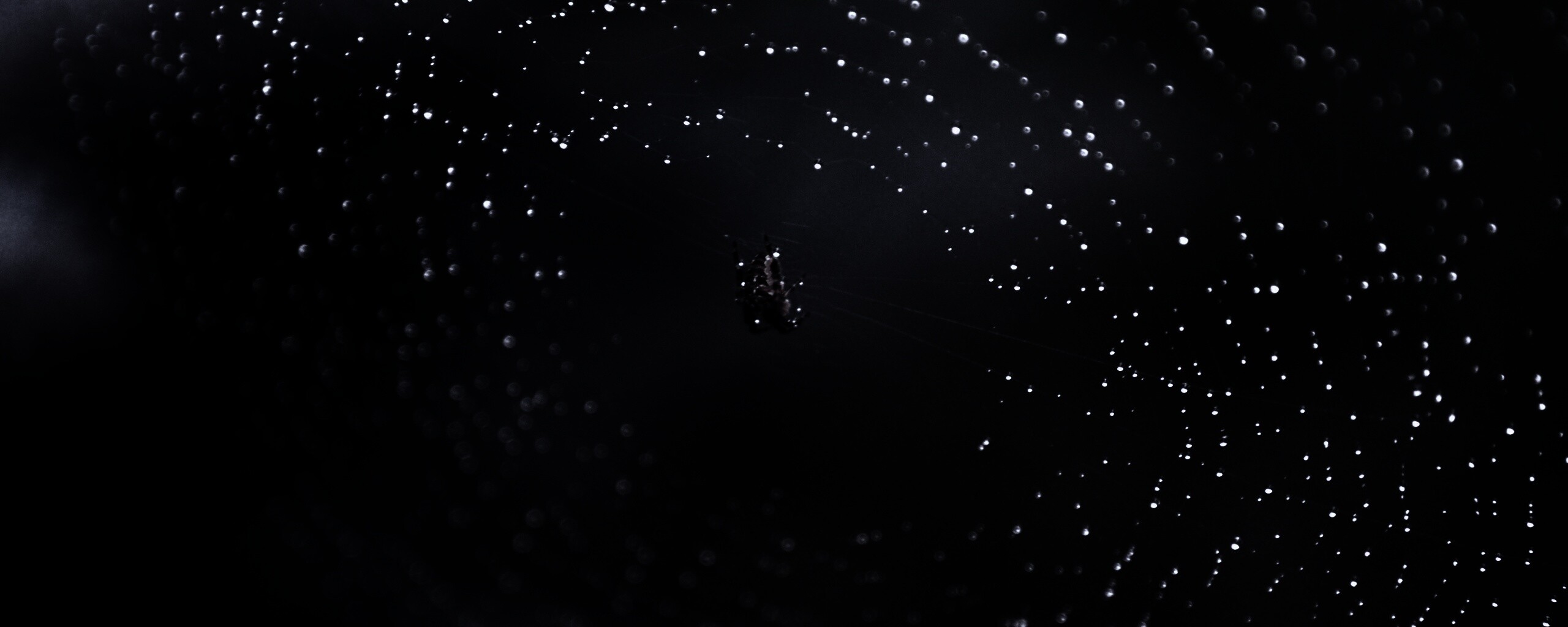 Паук на паутине обои