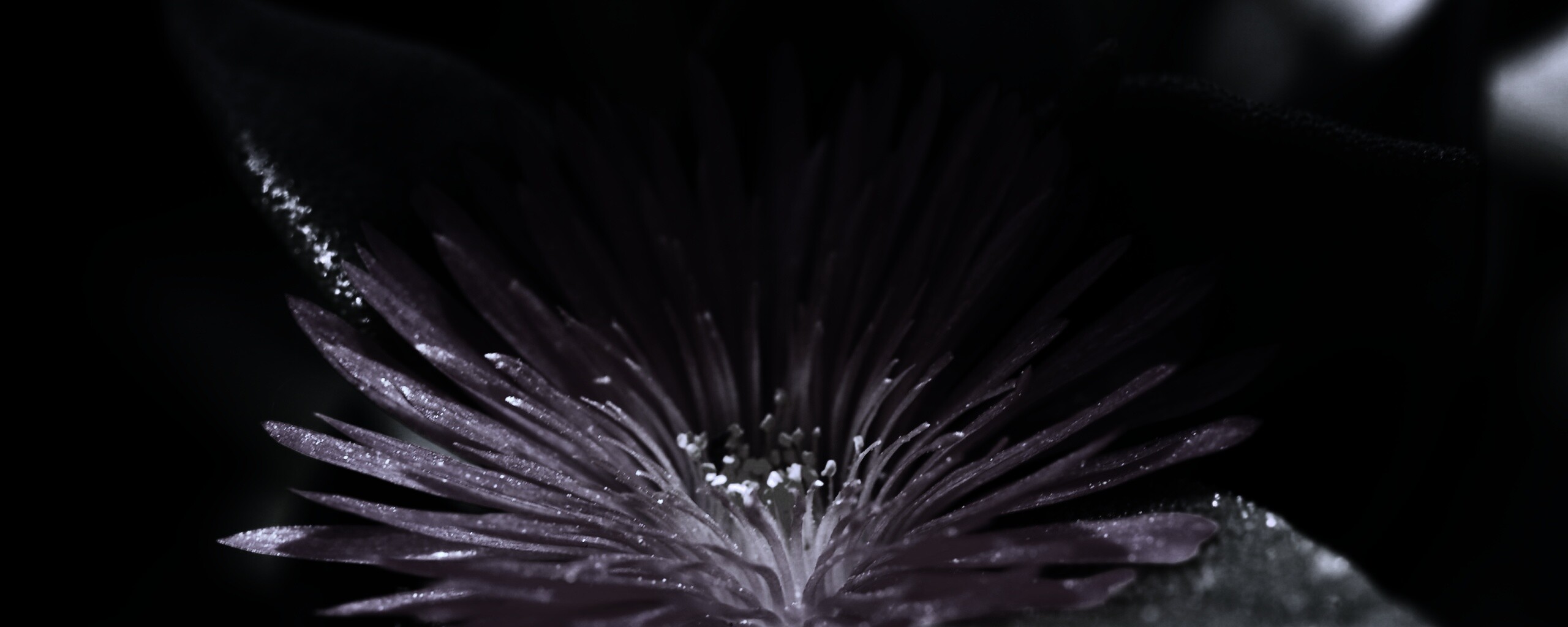 Чудесный цветок обои