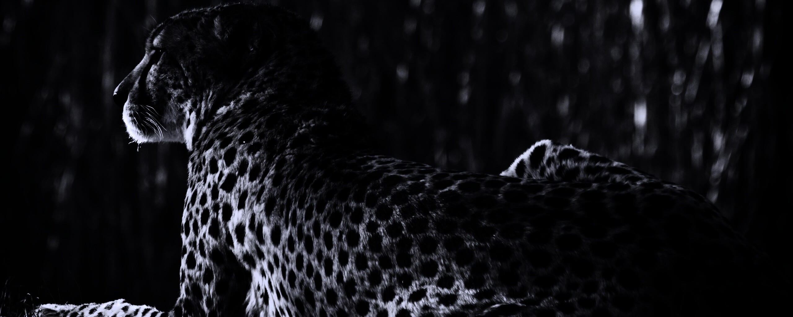 Гепард обои