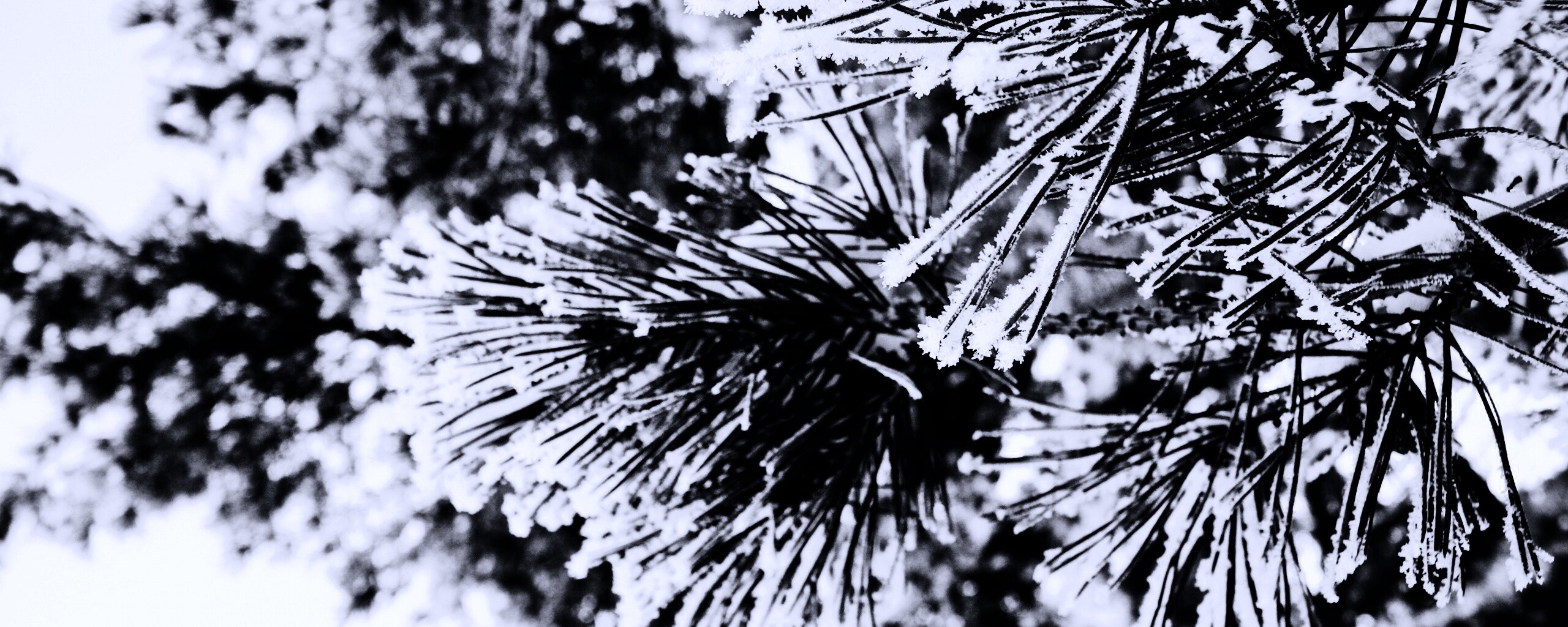 Хвойная ветка обои