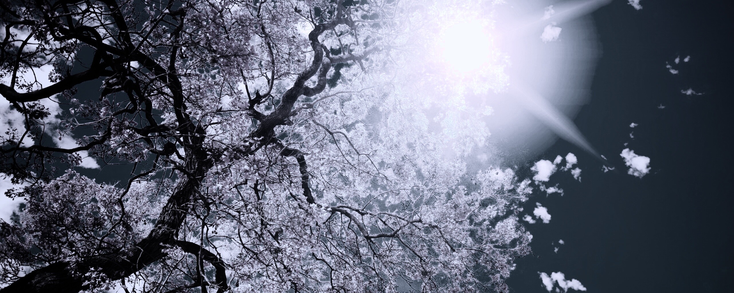 Цветение вишни обои