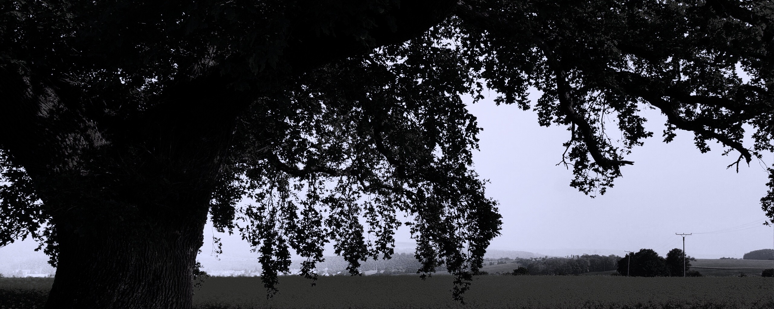 Старый дуб обои