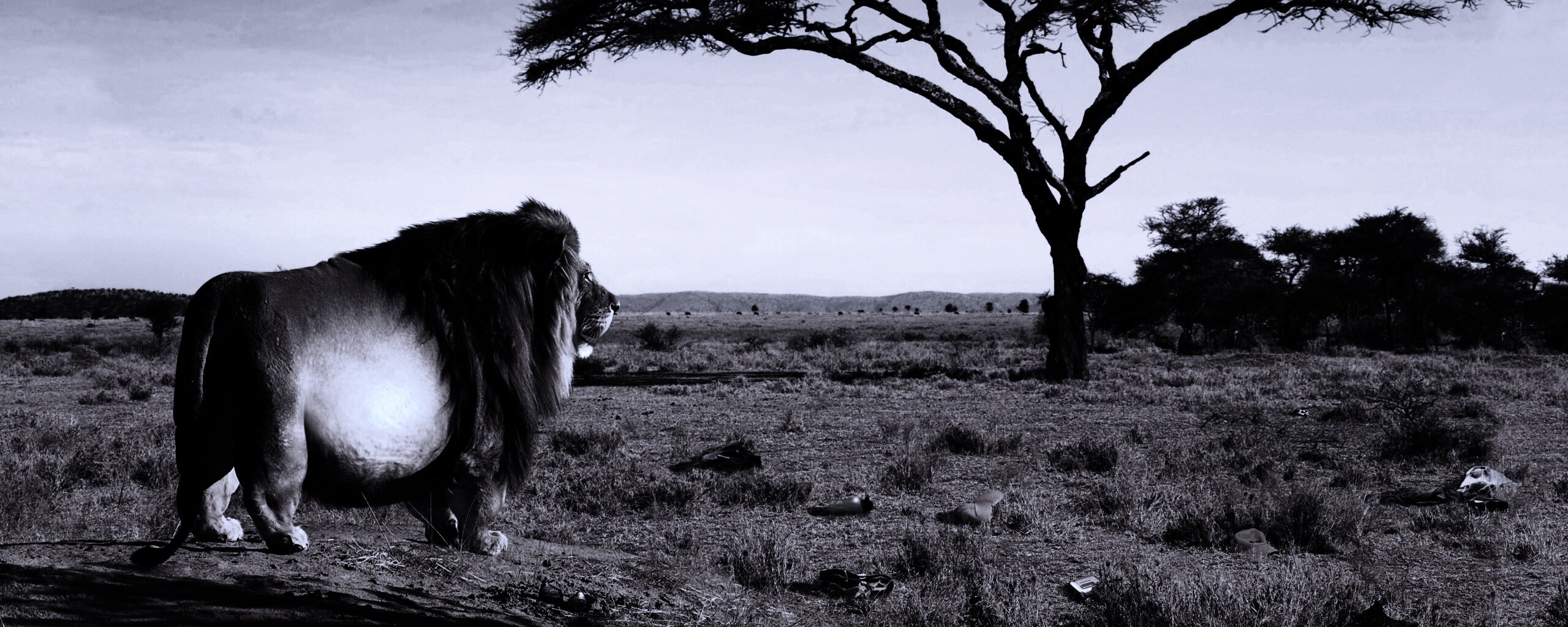 Толстый лев обои