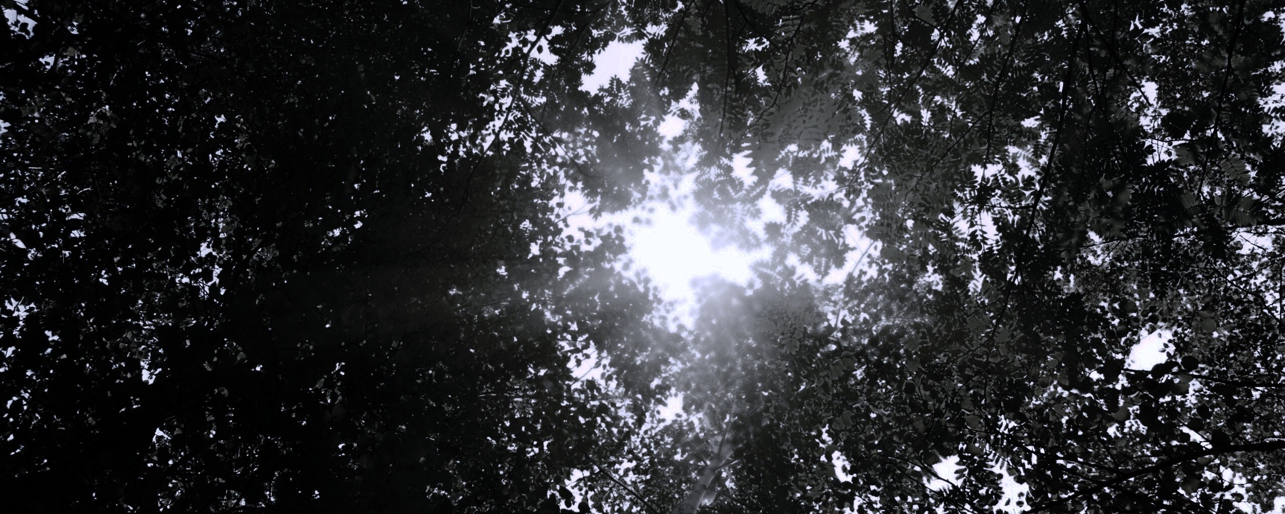 Яркий зеленоватый свет пробивающийся сквозь листву обои