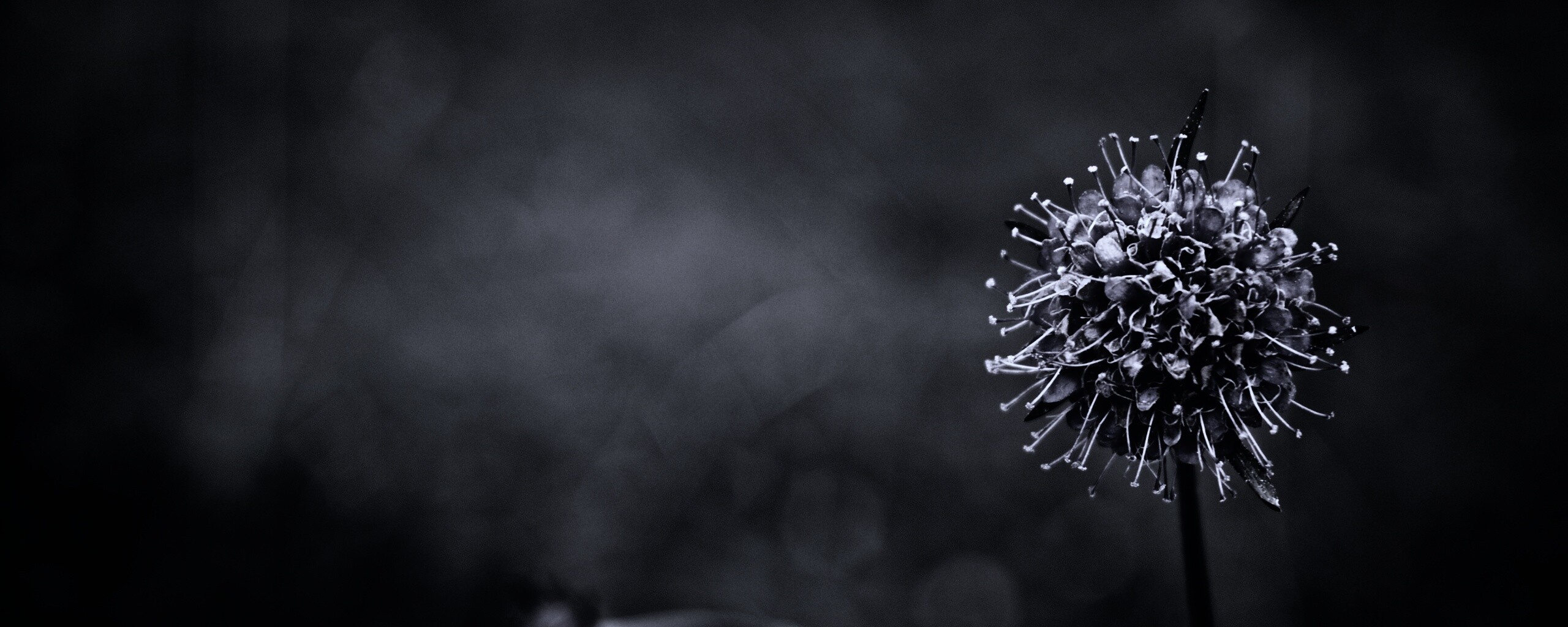 Цветок в макро обои