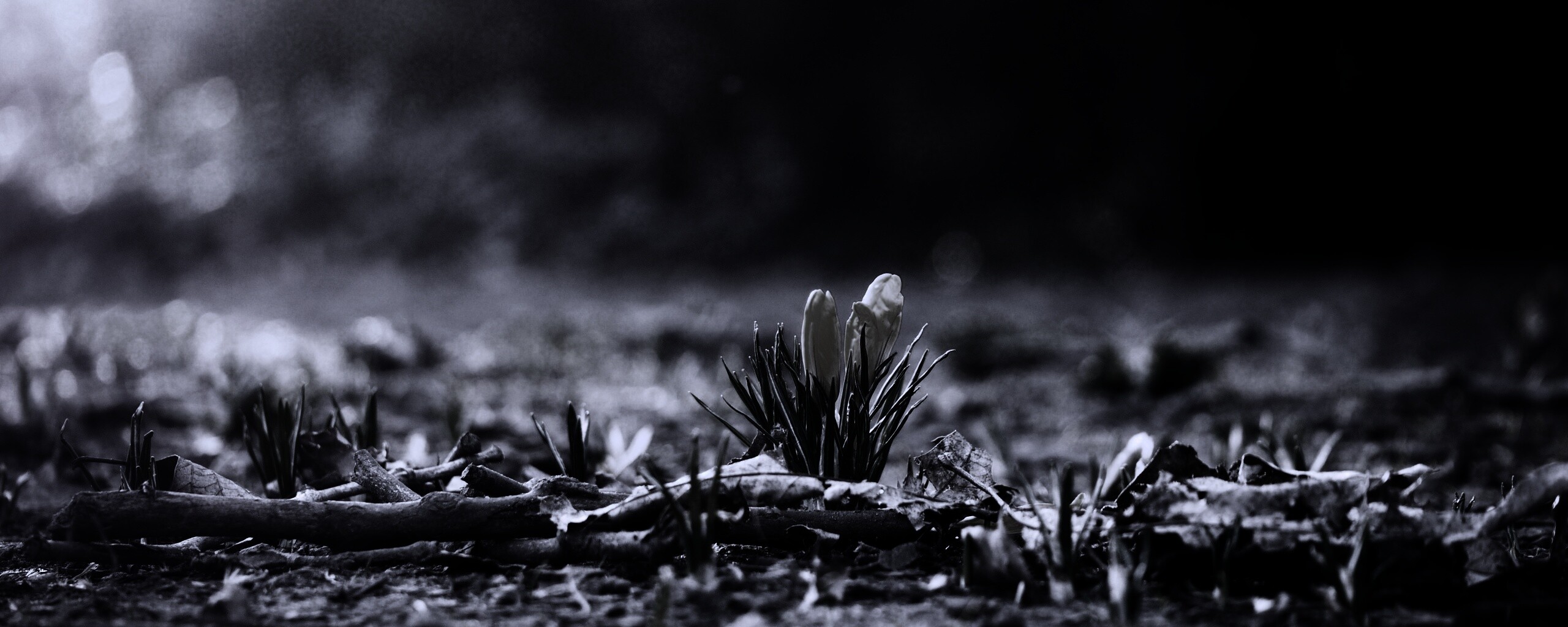 Весенняя трава и цветы обои