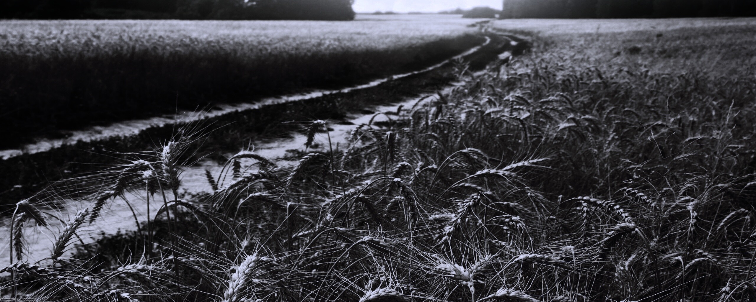 Речка среди поля обои