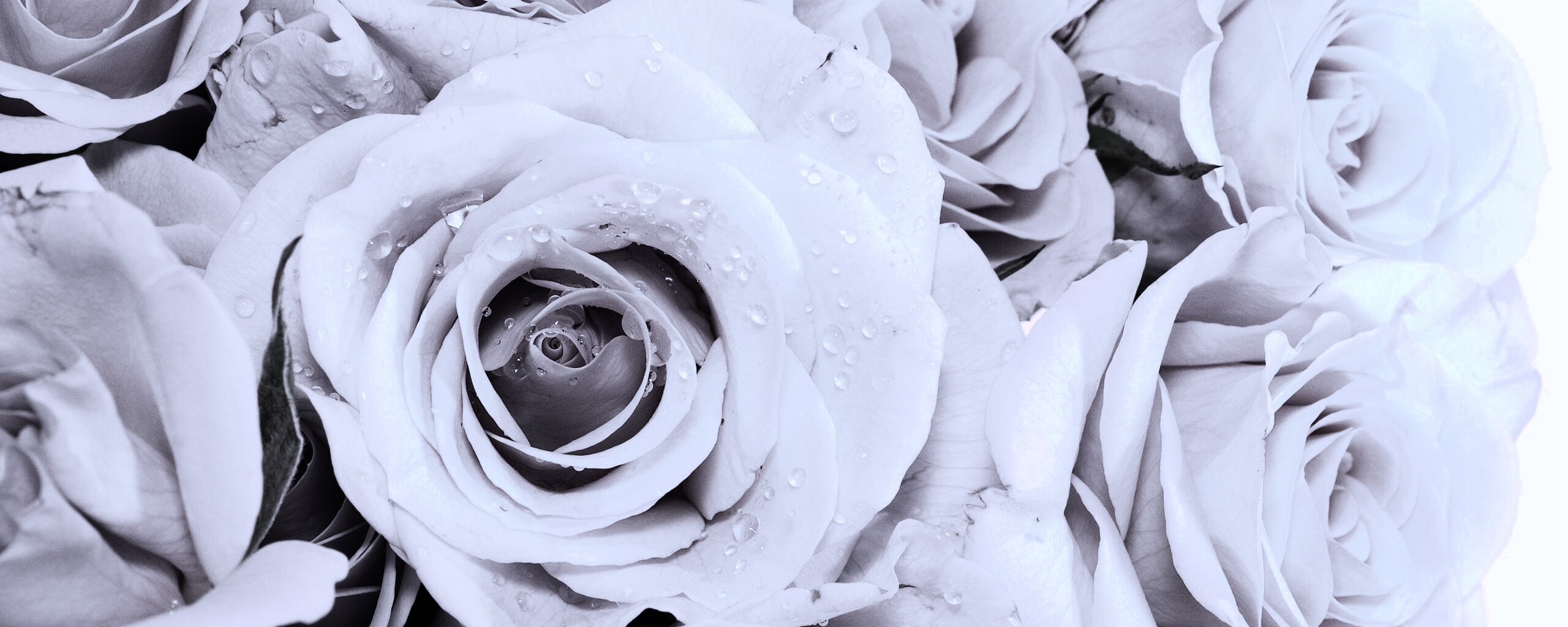 Букет розовых роз обои