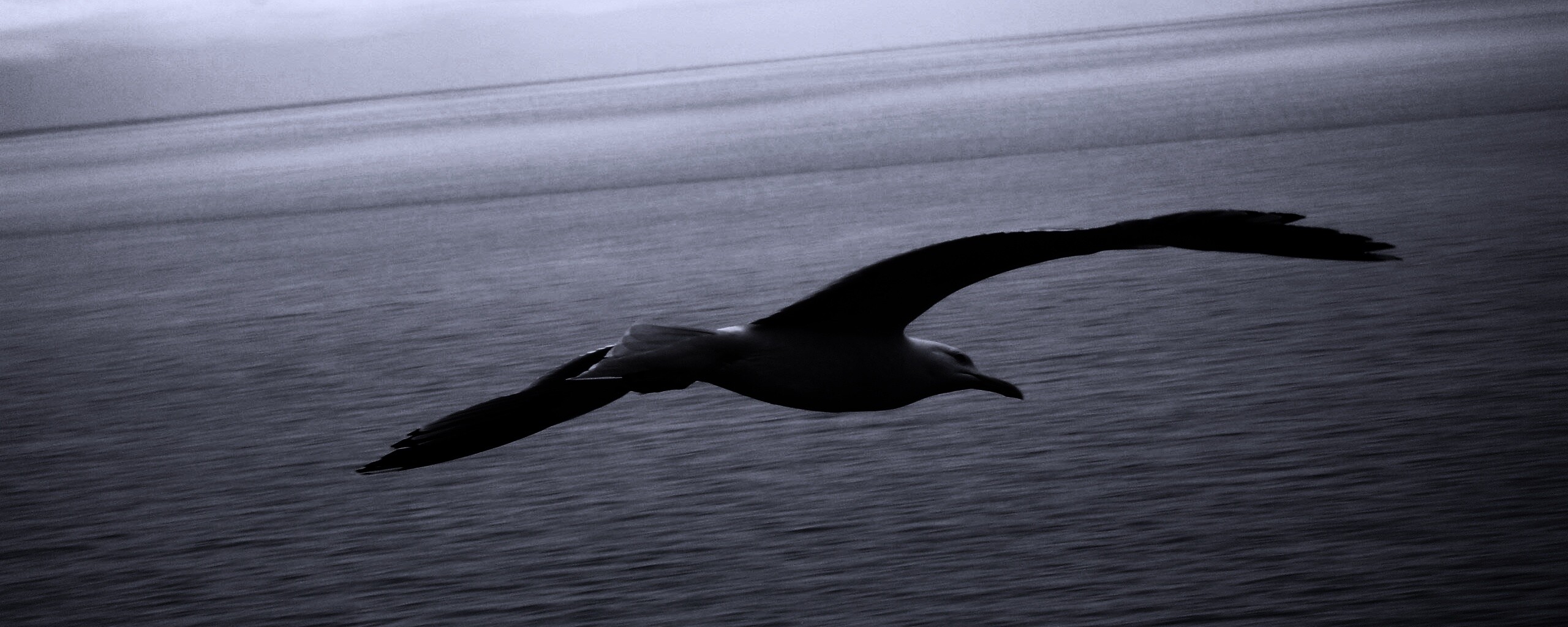 Чайка в полете обои