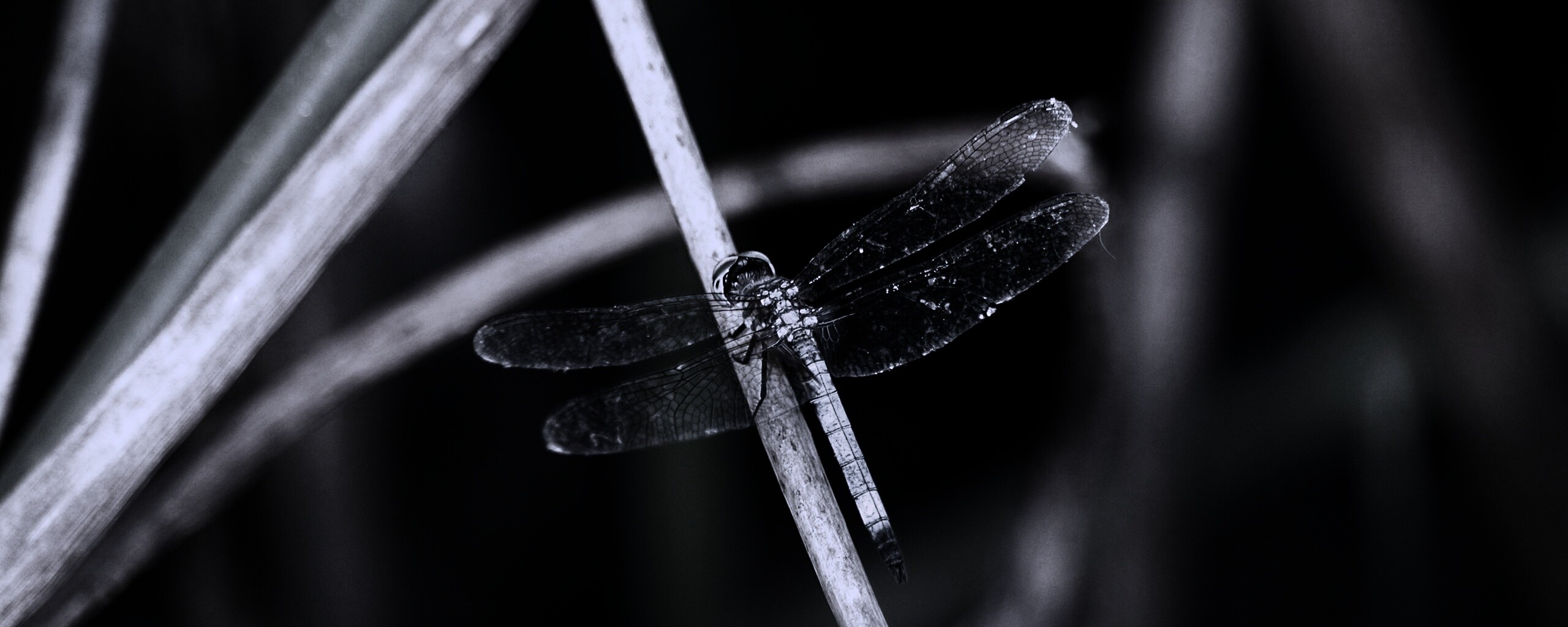 Стрекоза на тарвинке обои