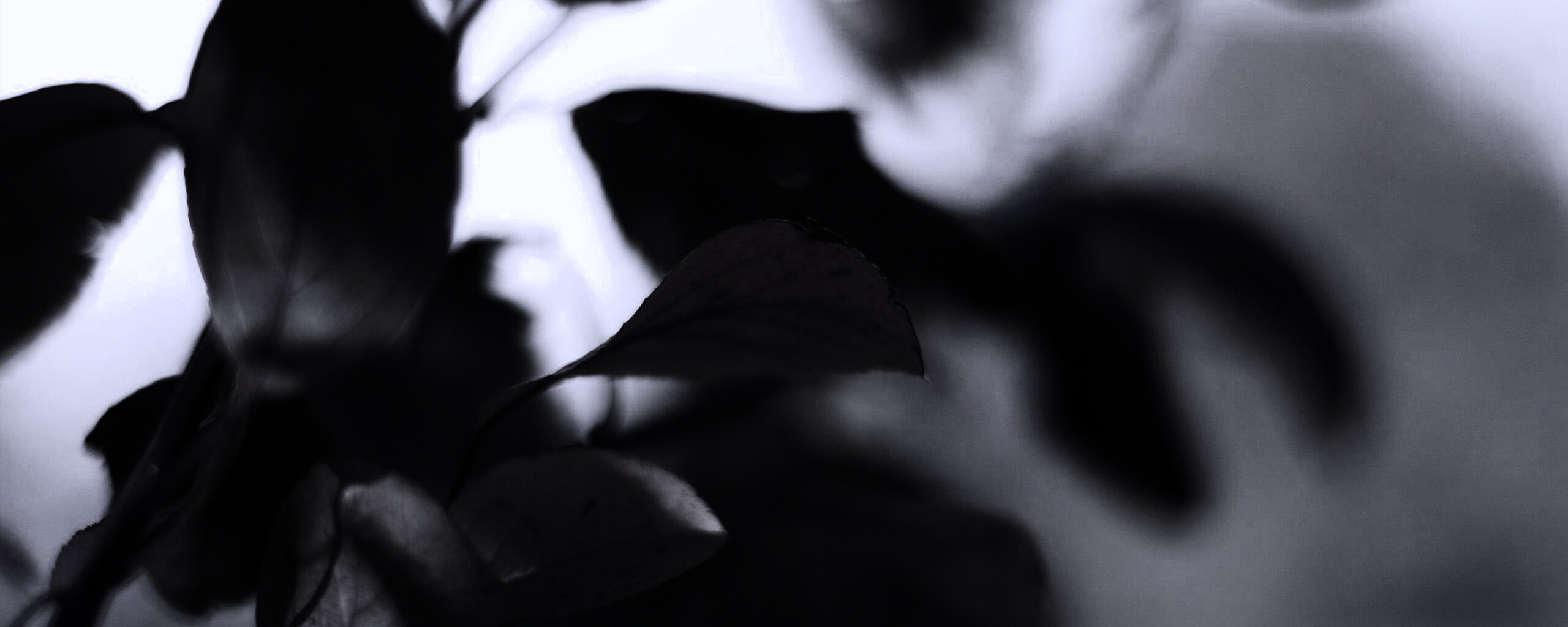 Увядающие листья обои