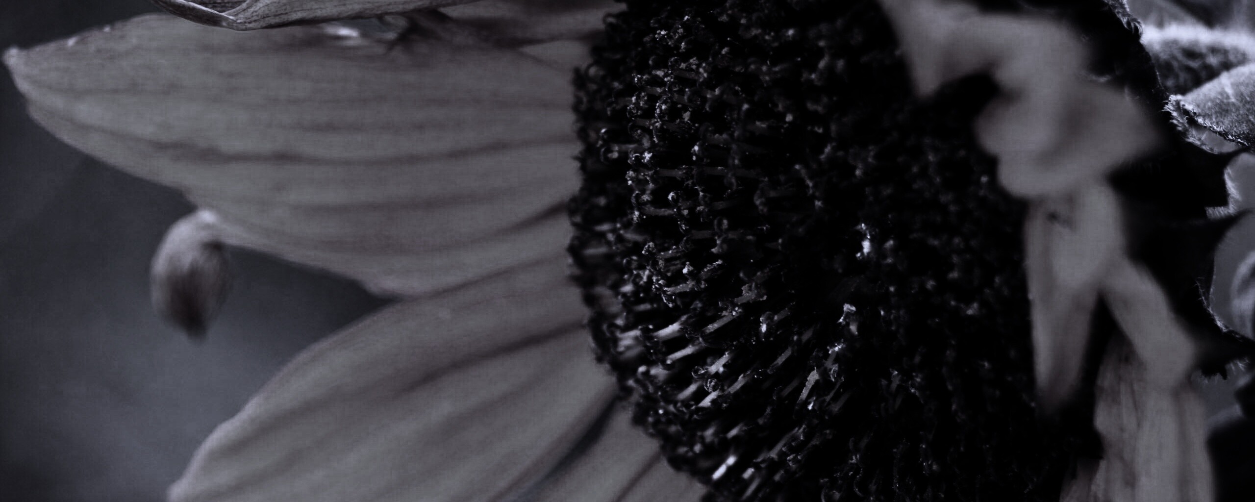 Подсолхну осенью обои