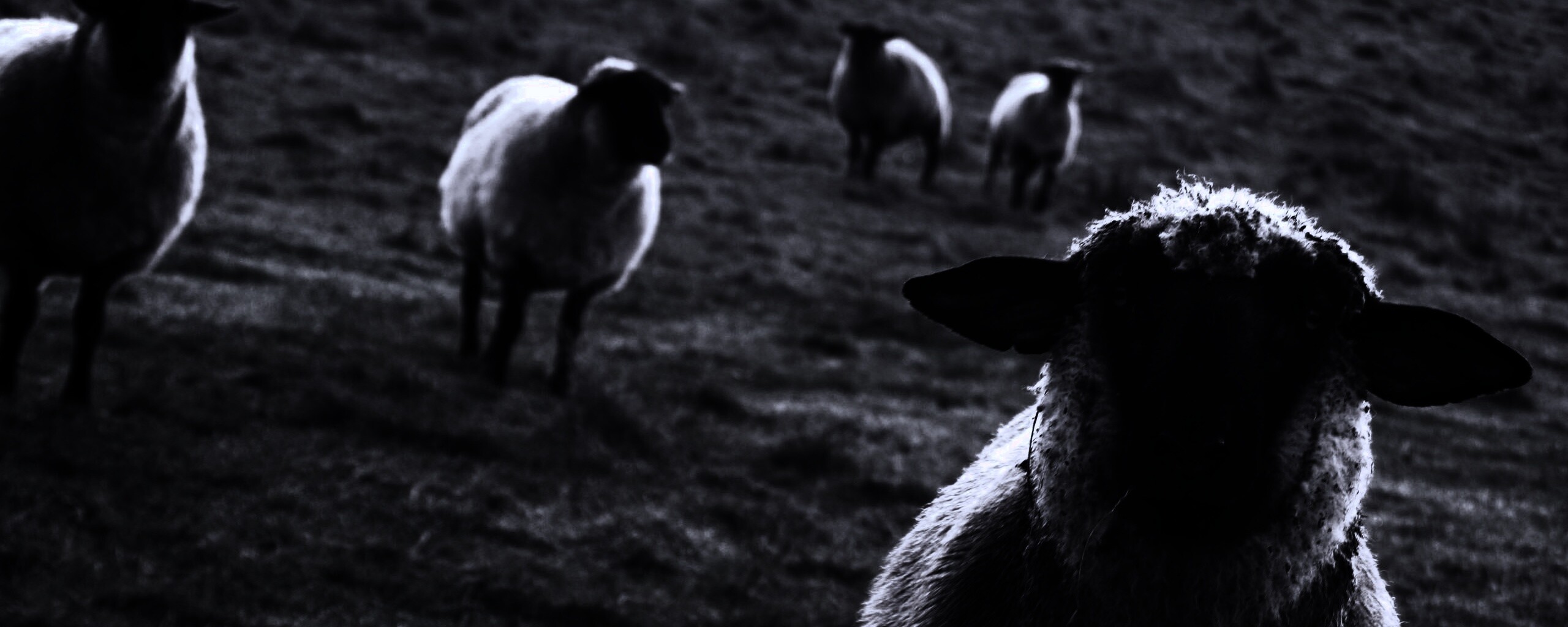 Овцы на пастбище обои