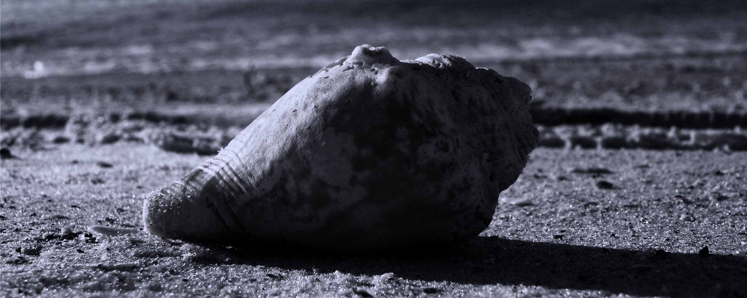 Морская раковина на пляже обои