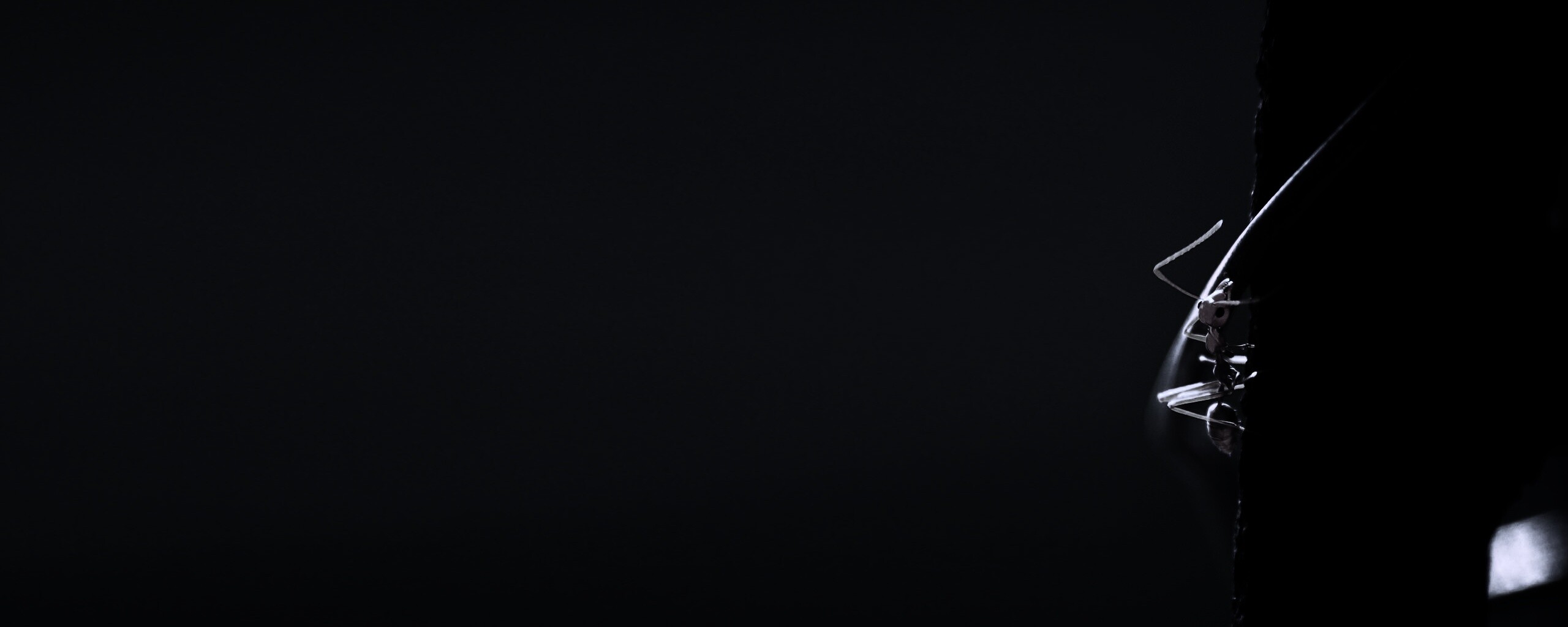 Муравей-пожарник обои