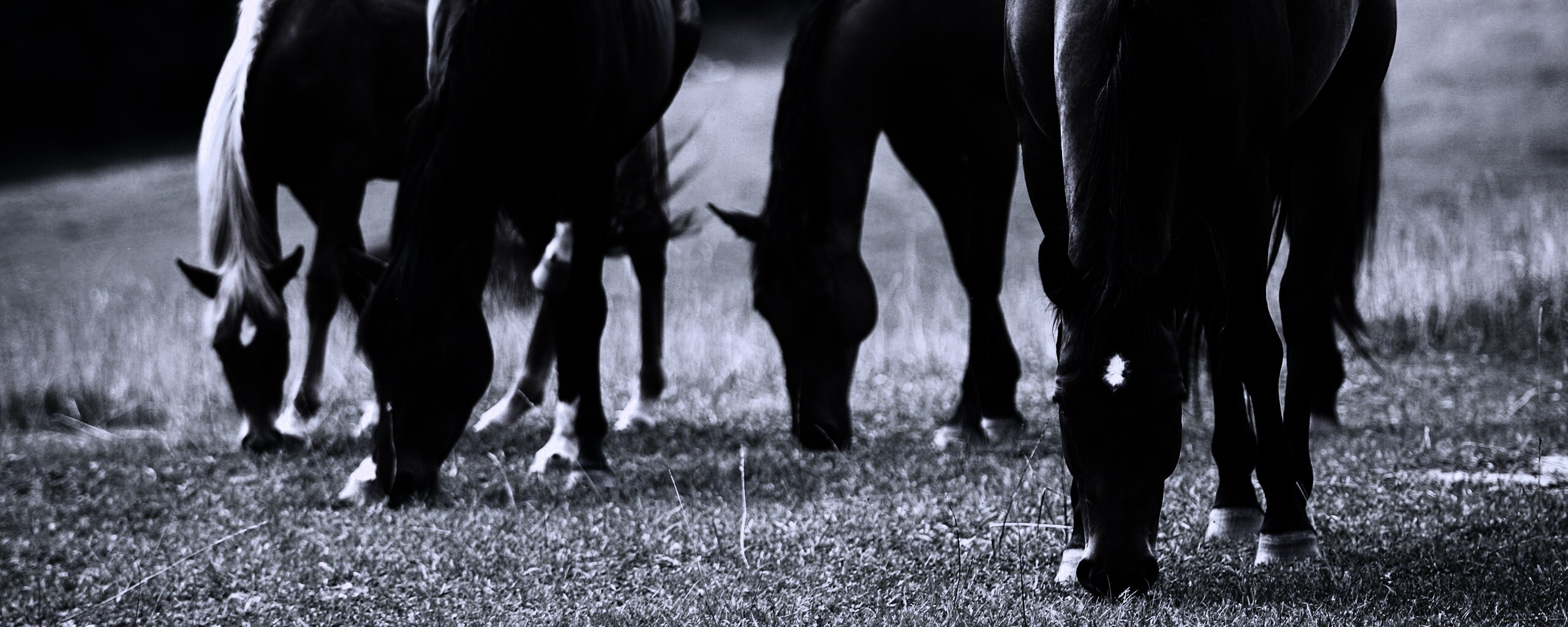 Время пощипать травку обои